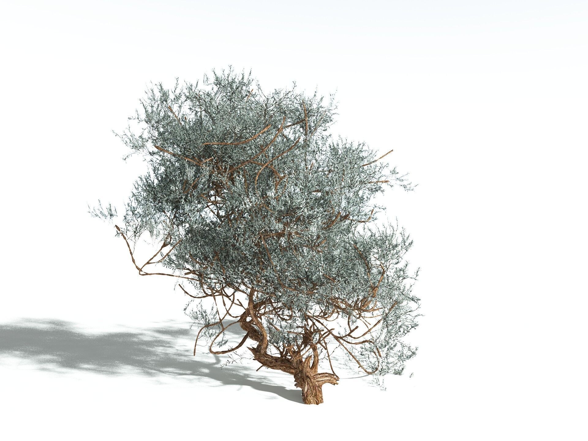 EVERYPlant Basin Sagebrush 3D model_24