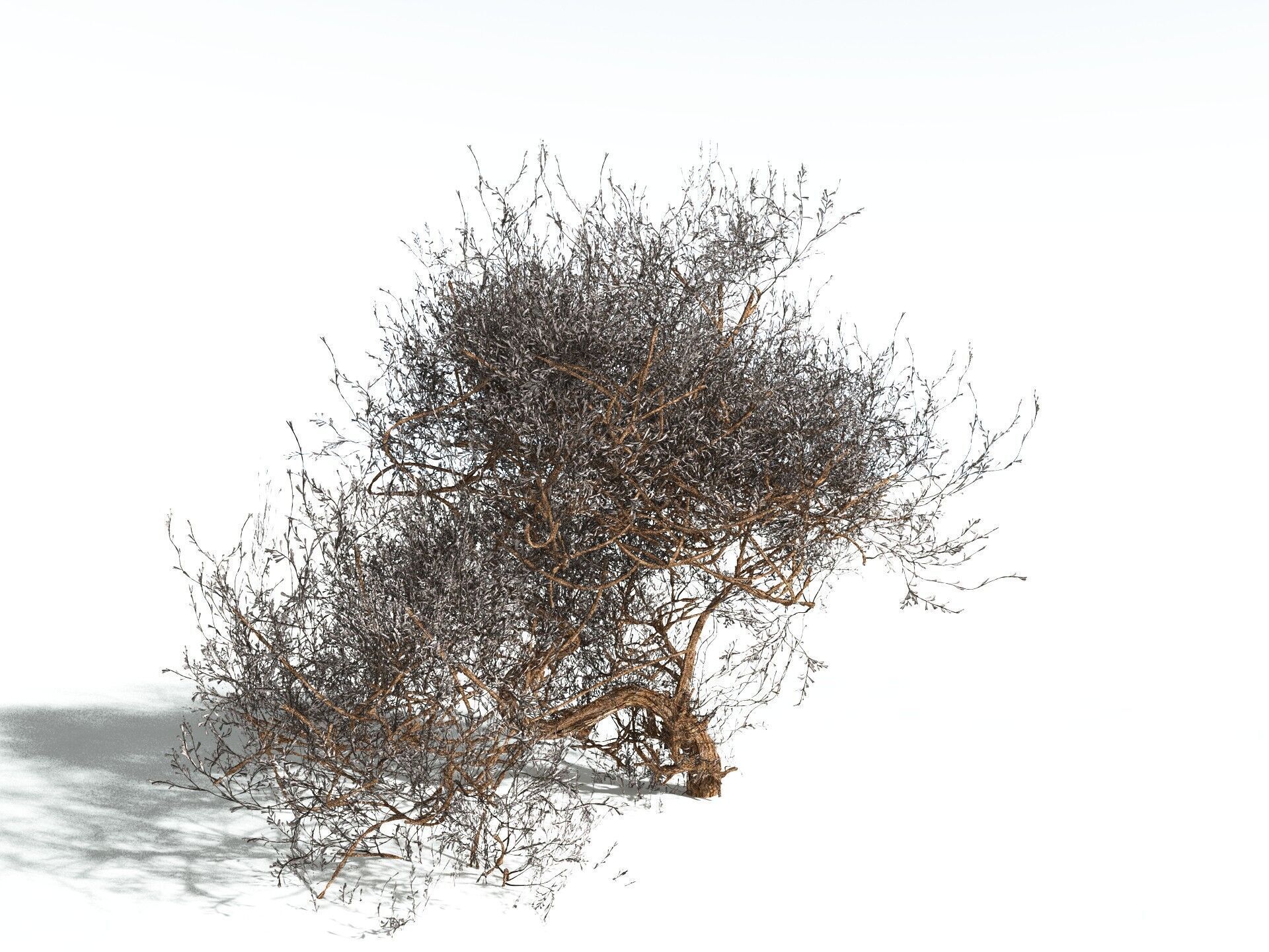 EVERYPlant Basin Sagebrush 3D model_12
