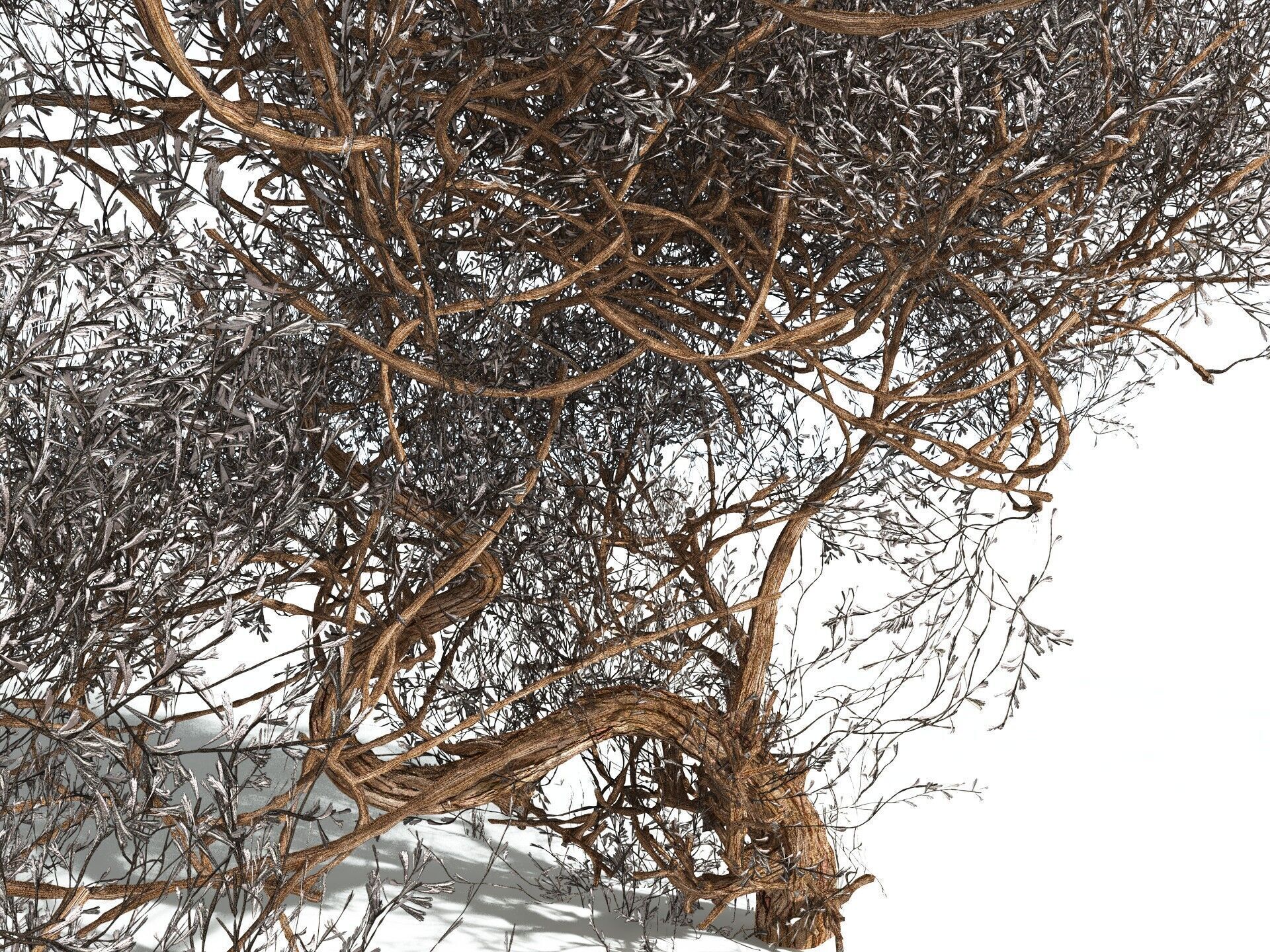 EVERYPlant Basin Sagebrush 3D model_13