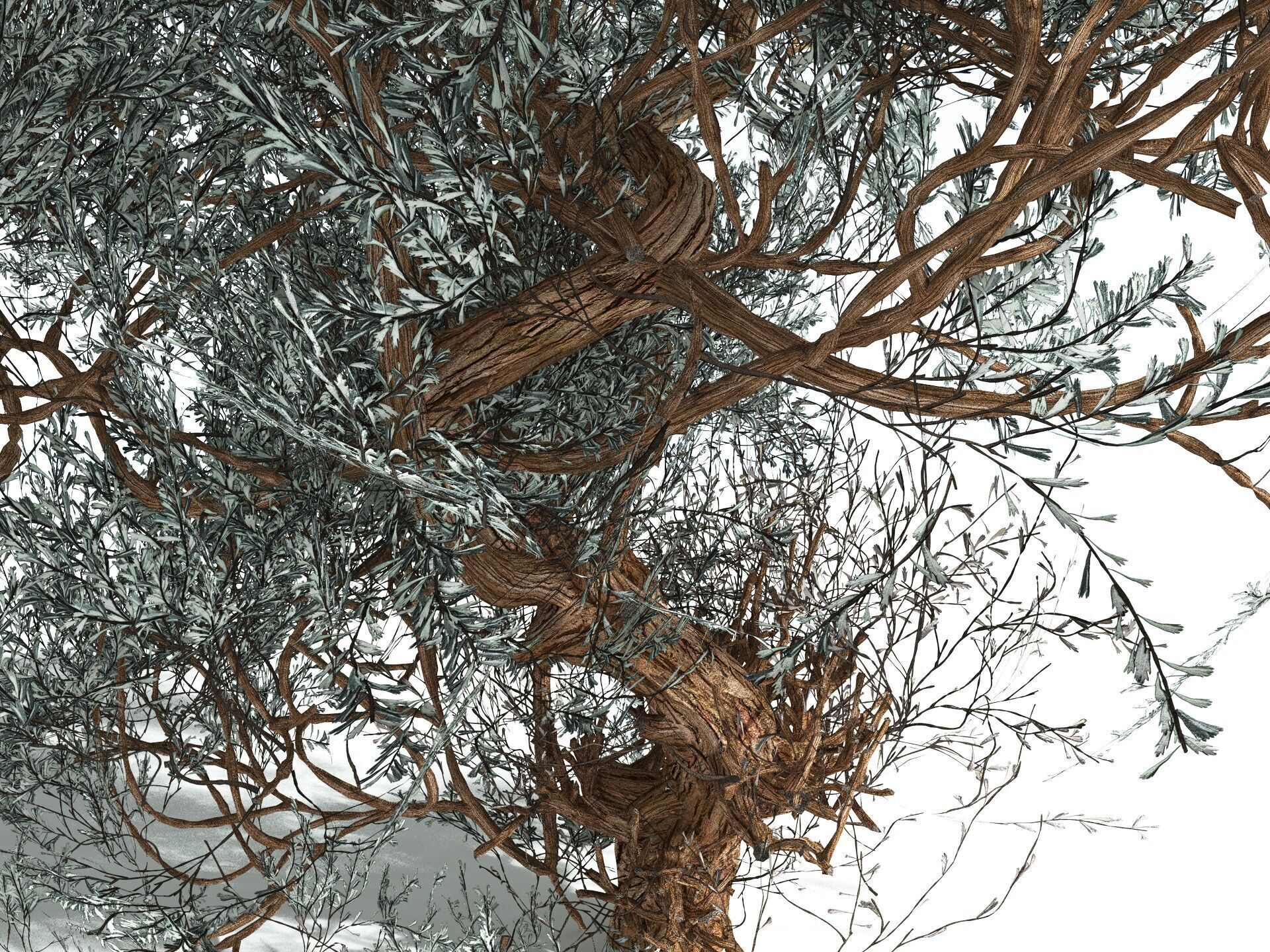 EVERYPlant Basin Sagebrush 3D model_7