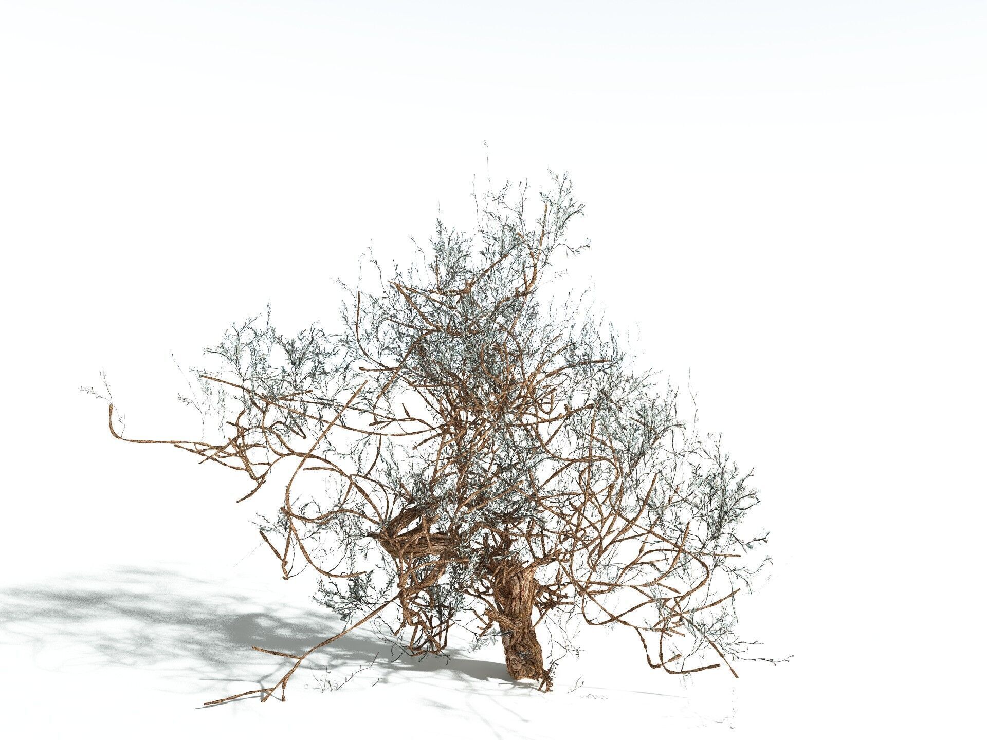 EVERYPlant Basin Sagebrush 3D model_20