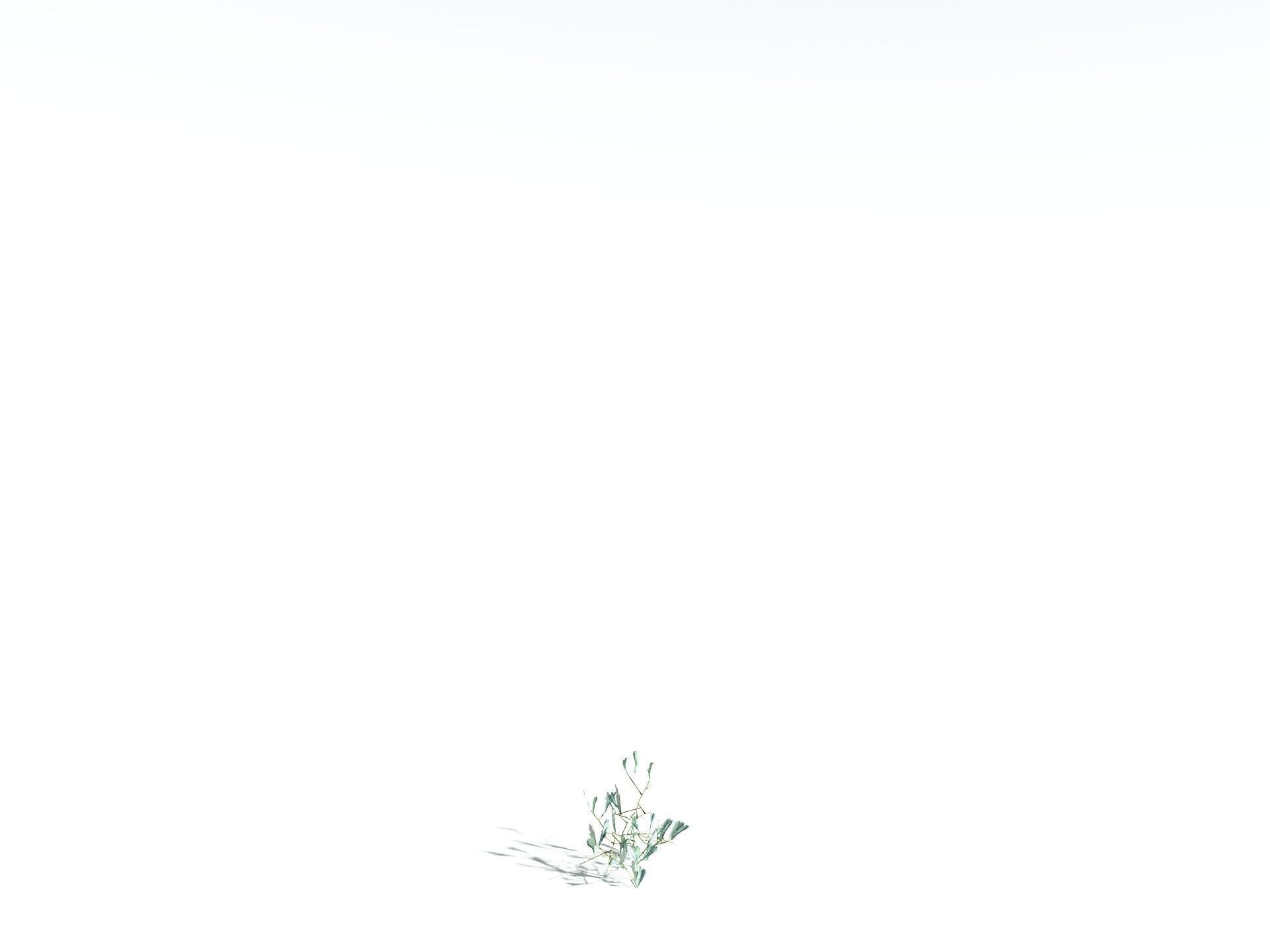 EVERYPlant Basin Sagebrush 3D model_32