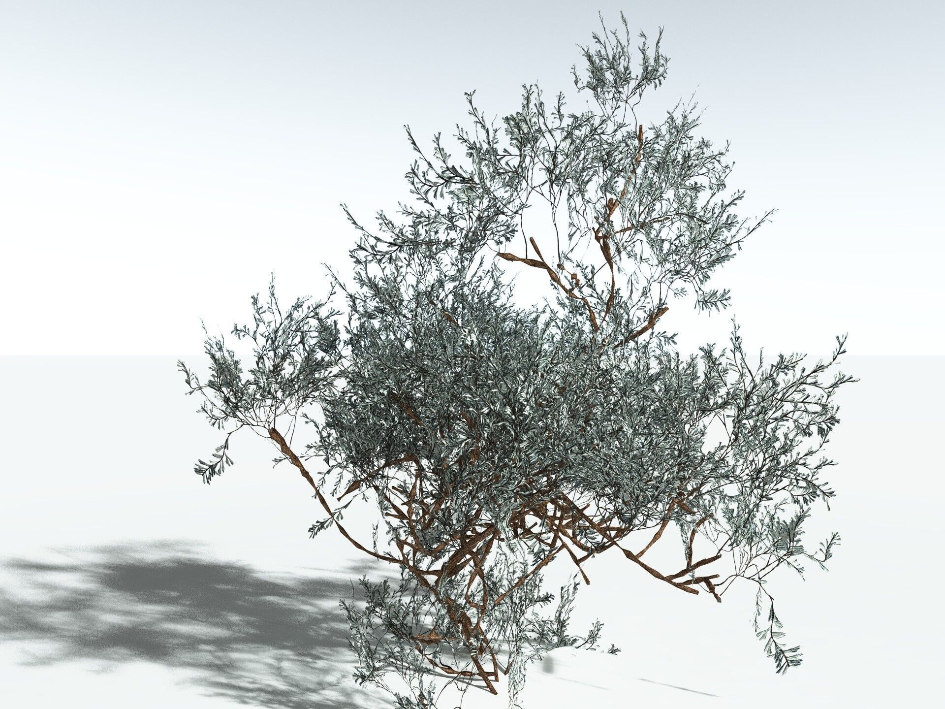EVERYPlant Basin Sagebrush 3D model_31