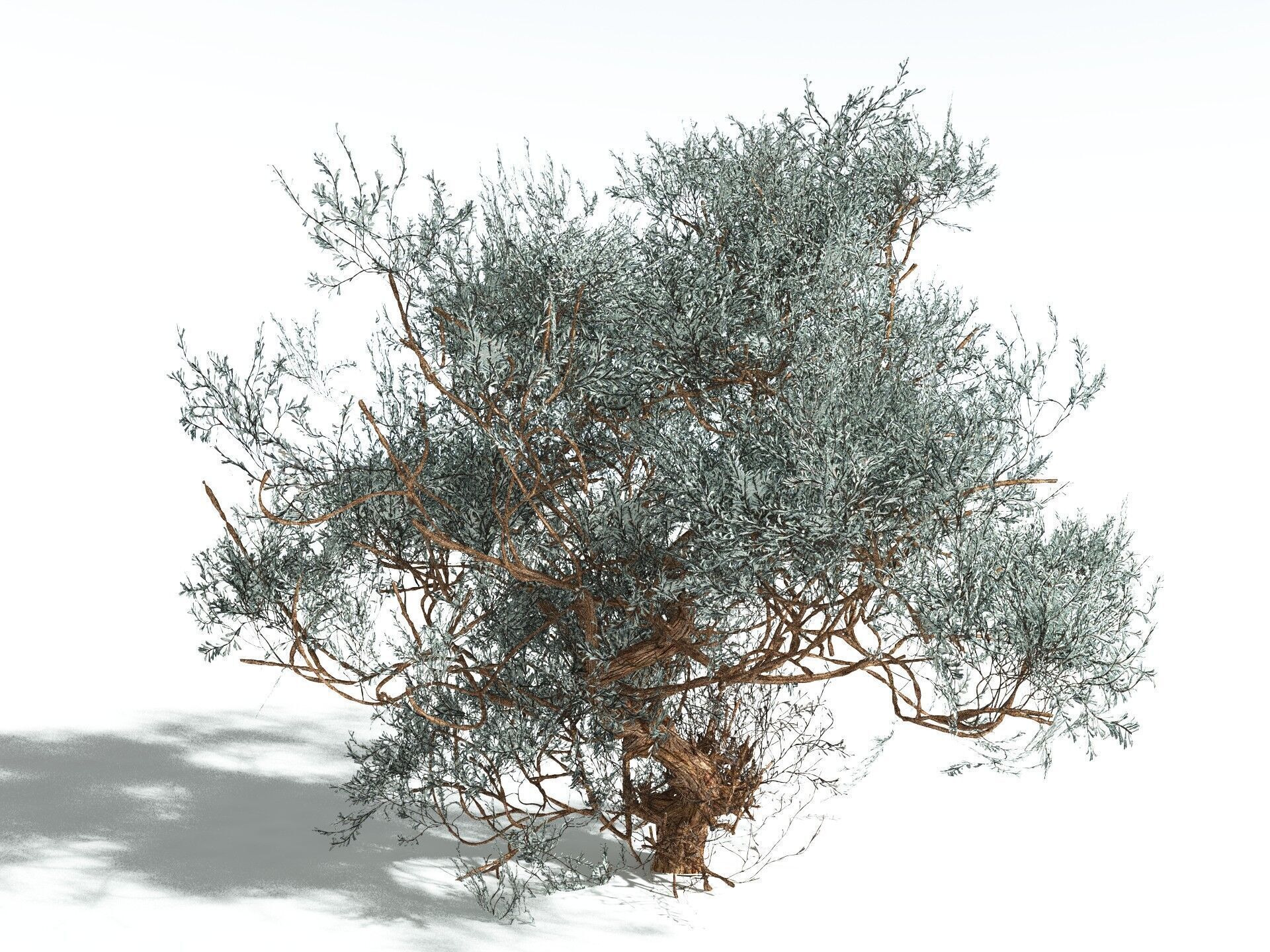 EVERYPlant Basin Sagebrush 3D model_16