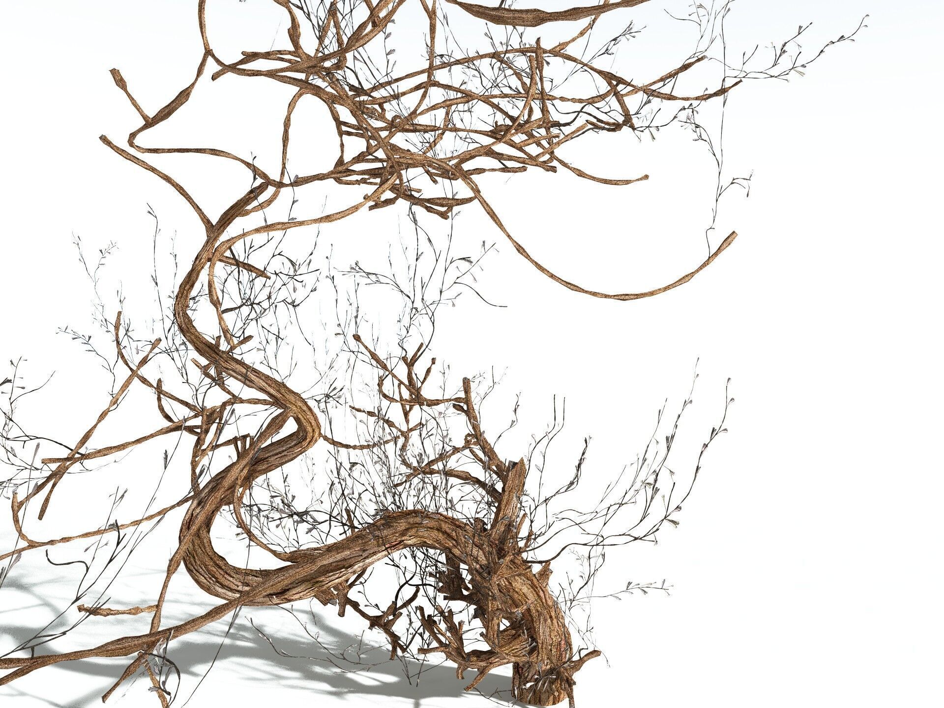 EVERYPlant Basin Sagebrush 3D model_23