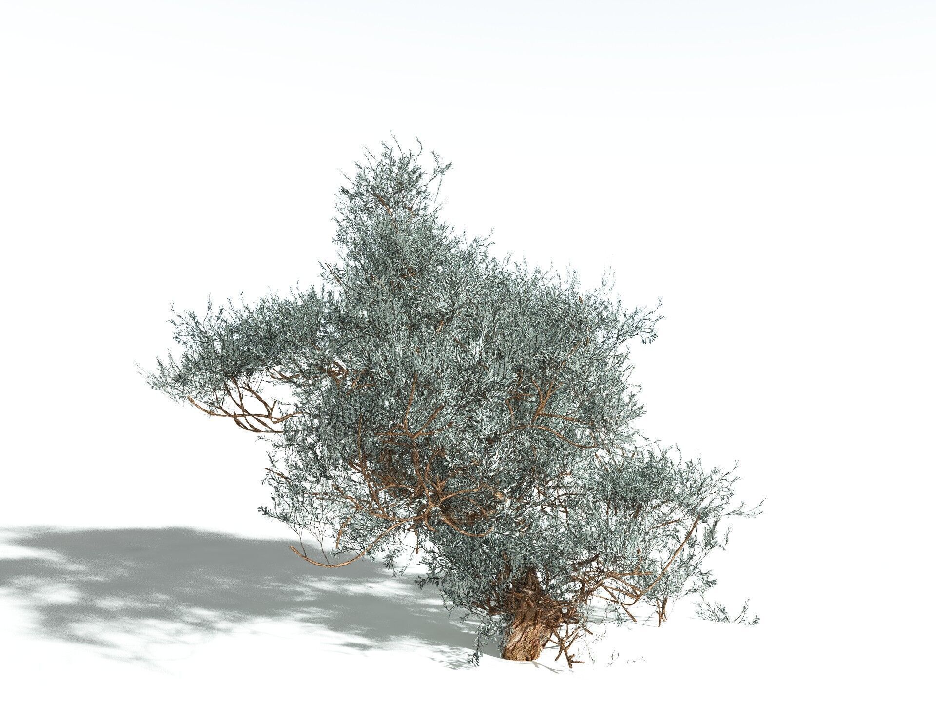 EVERYPlant Basin Sagebrush 3D model_8