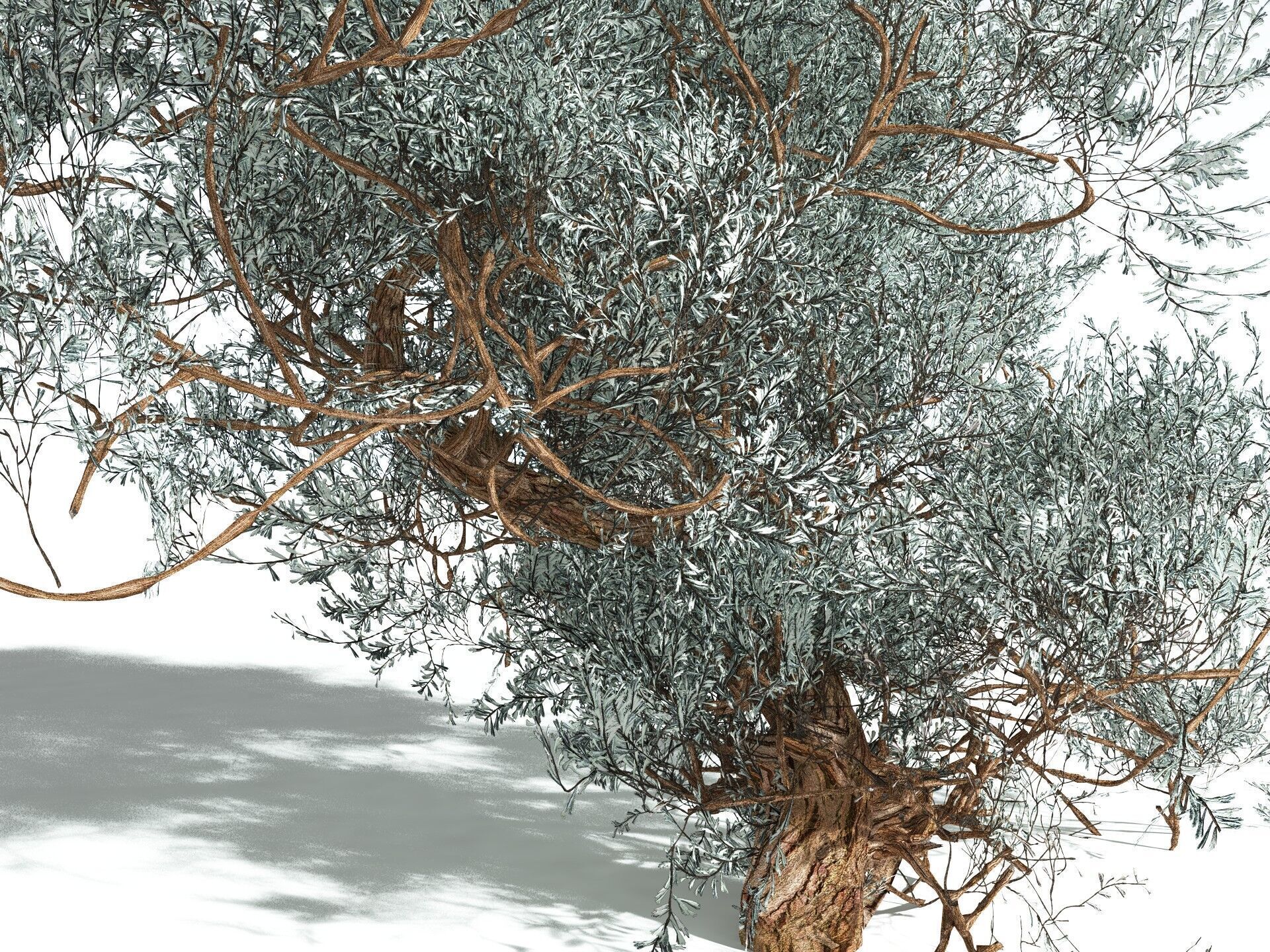 EVERYPlant Basin Sagebrush 3D model_9