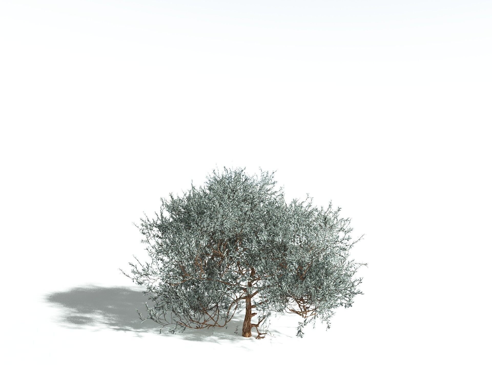 EVERYPlant Basin Sagebrush 3D model_28