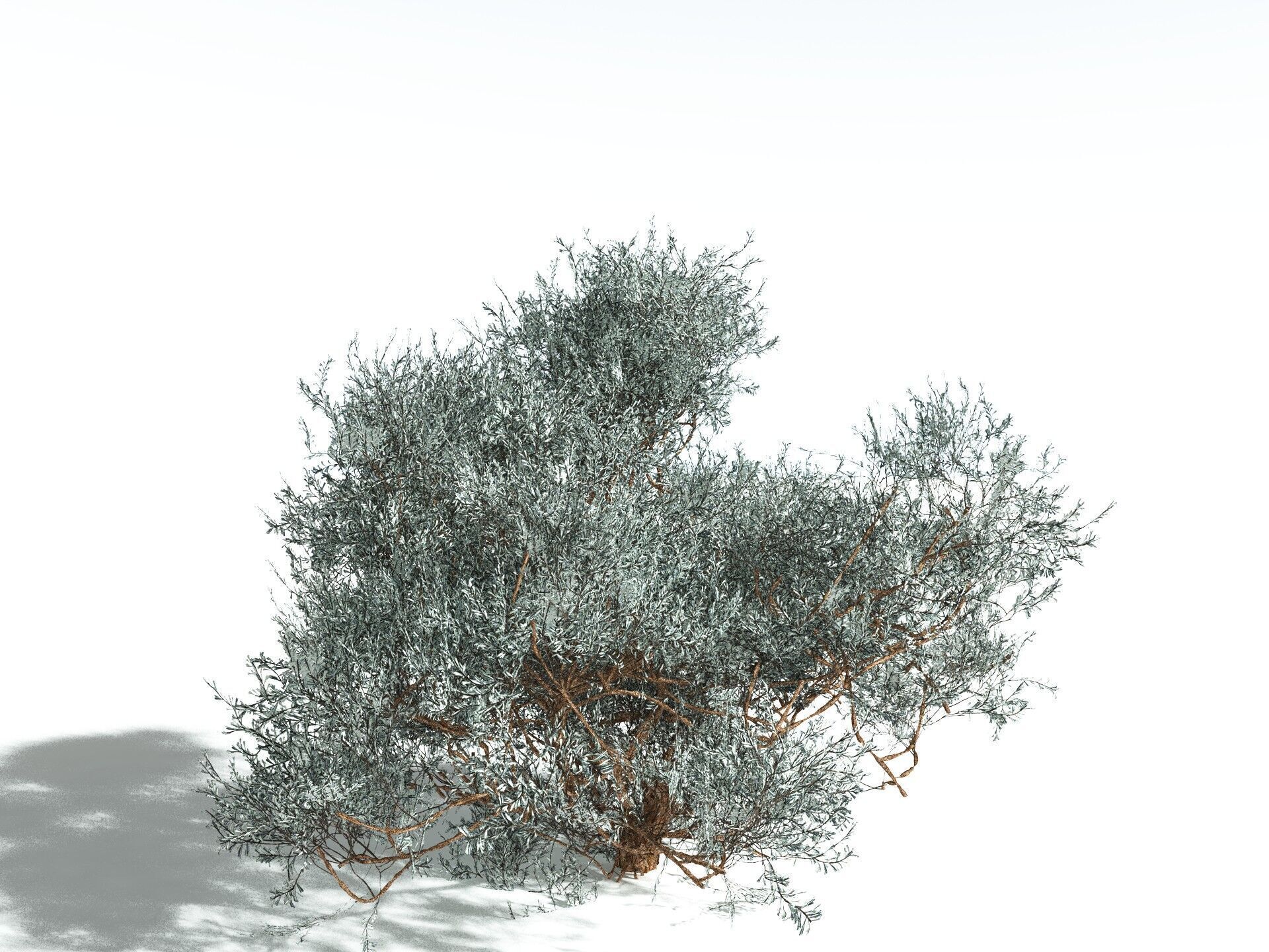 EVERYPlant Basin Sagebrush 3D model_26