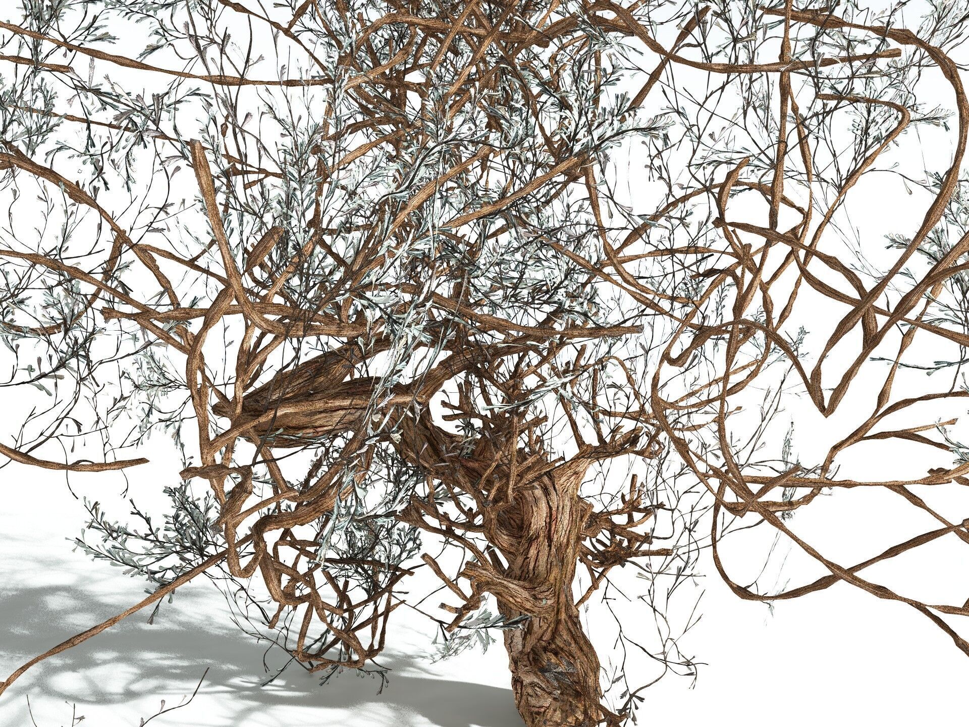 EVERYPlant Basin Sagebrush 3D model_21