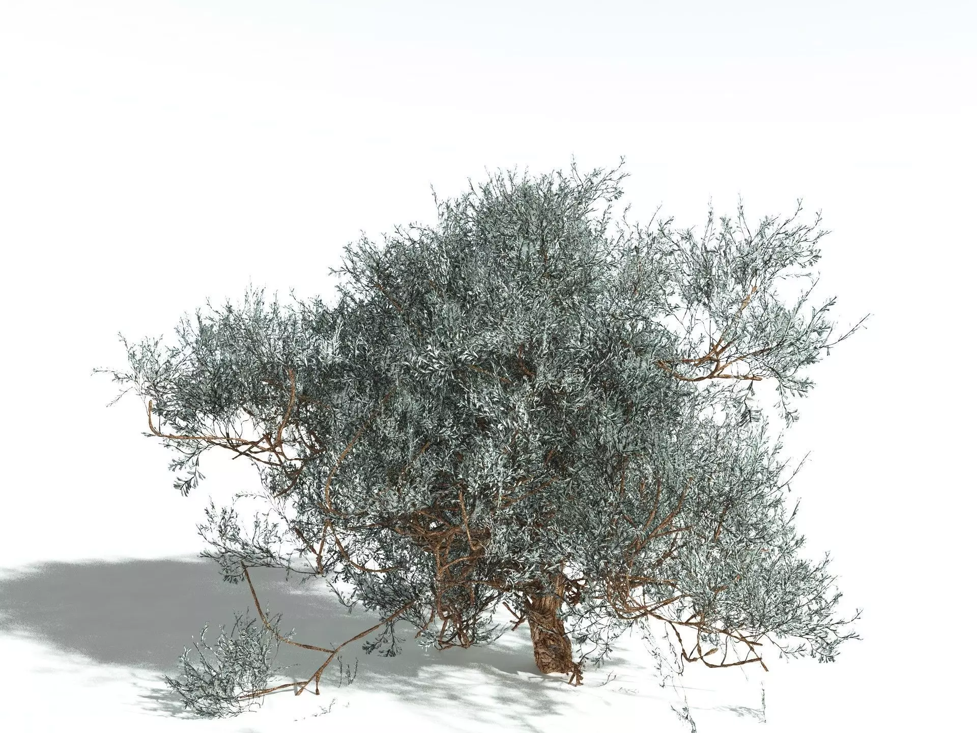 EVERYPlant Basin Sagebrush 3D model_0