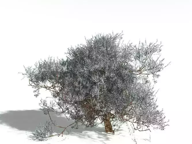 EVERYPlant Basin Sagebrush 3D model