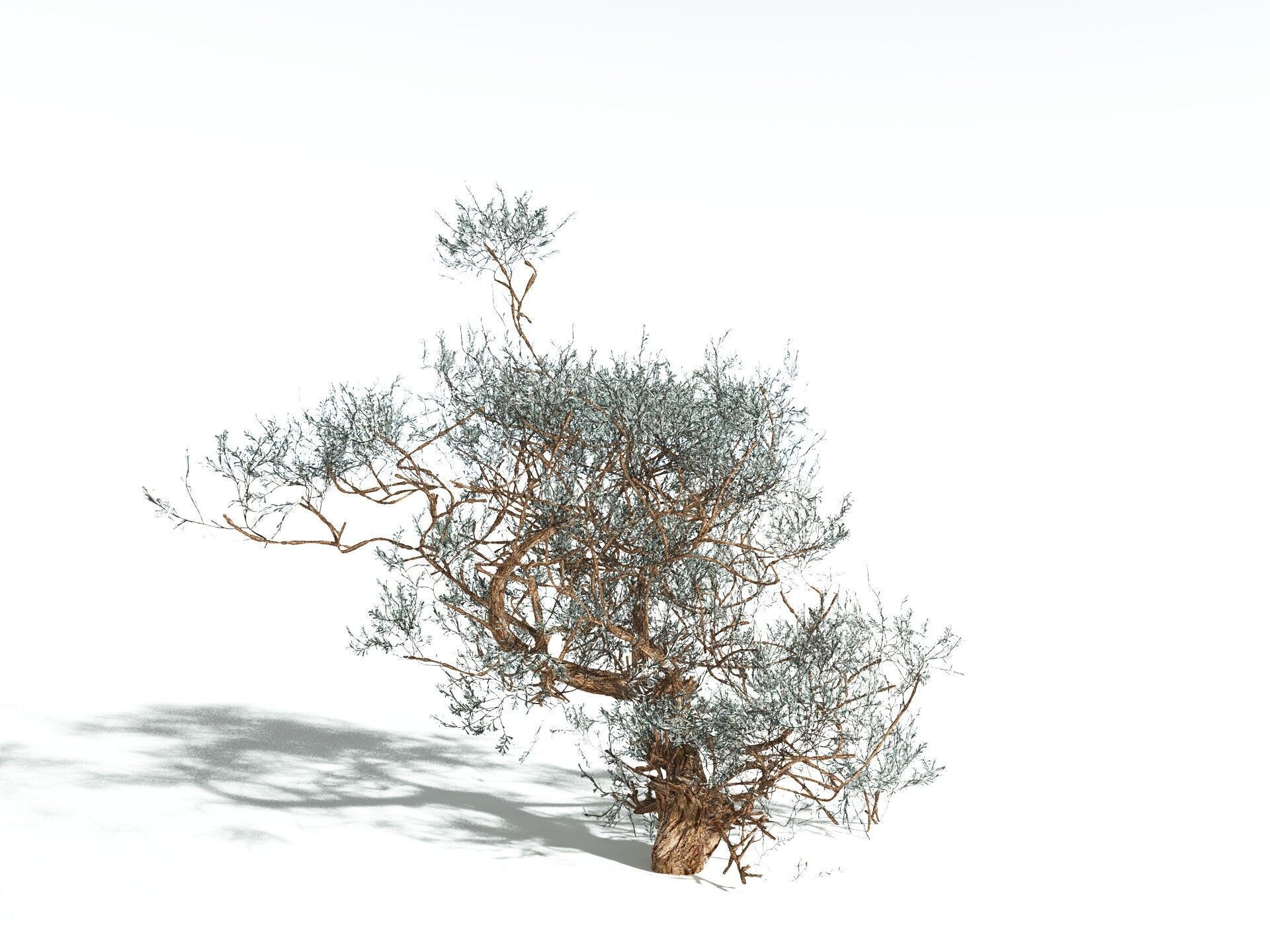 EVERYPlant Basin Sagebrush 3D model_18