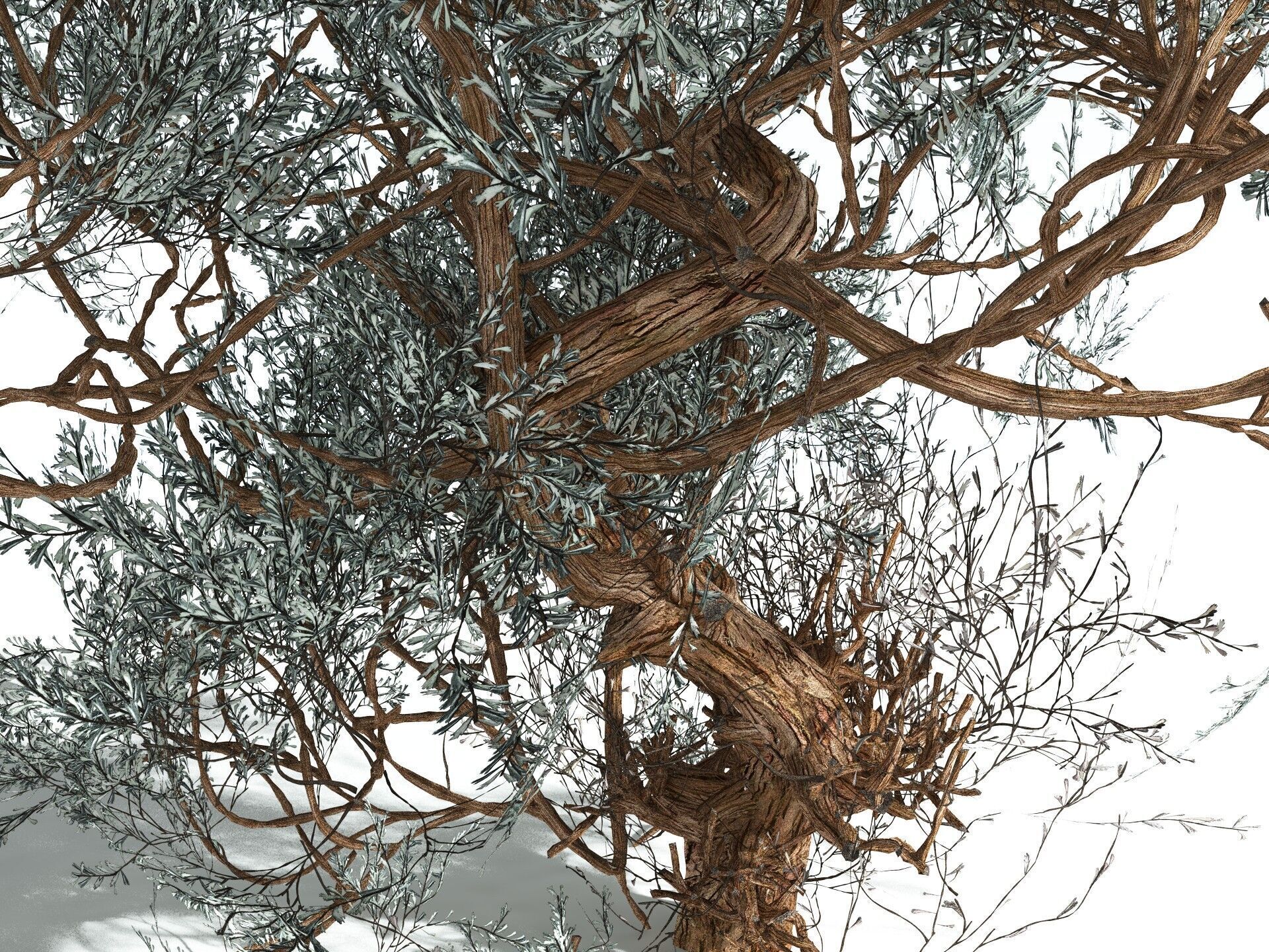 EVERYPlant Basin Sagebrush 3D model_17