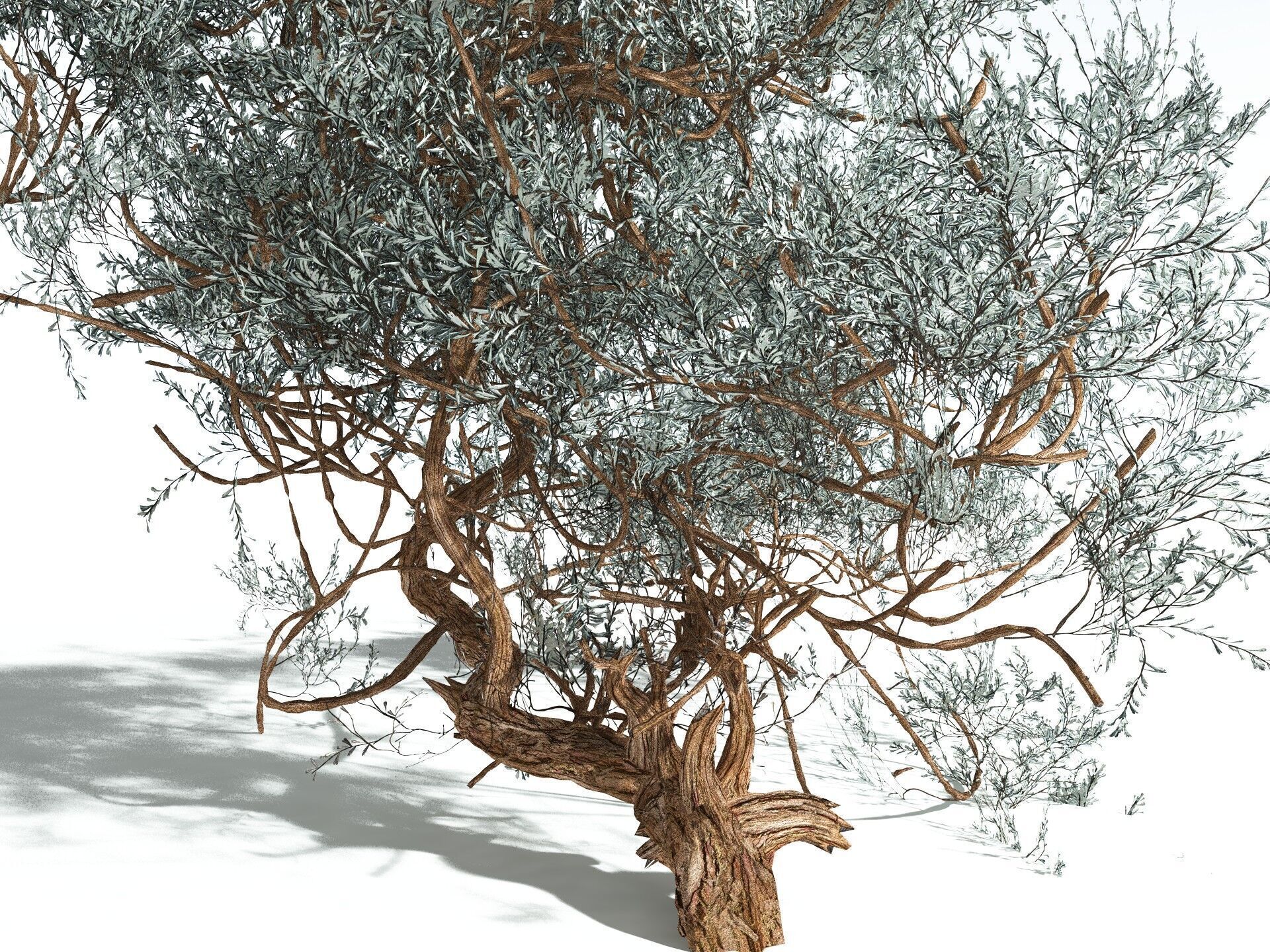 EVERYPlant Basin Sagebrush 3D model_25