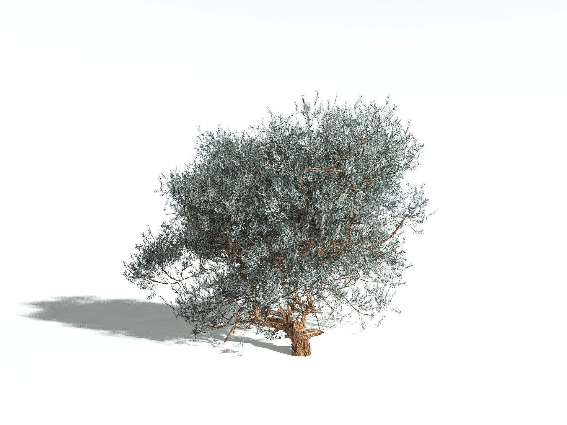 EVERYPlant Basin Sagebrush 3D model_14