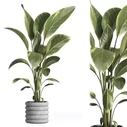 indoor plant 033 3D model