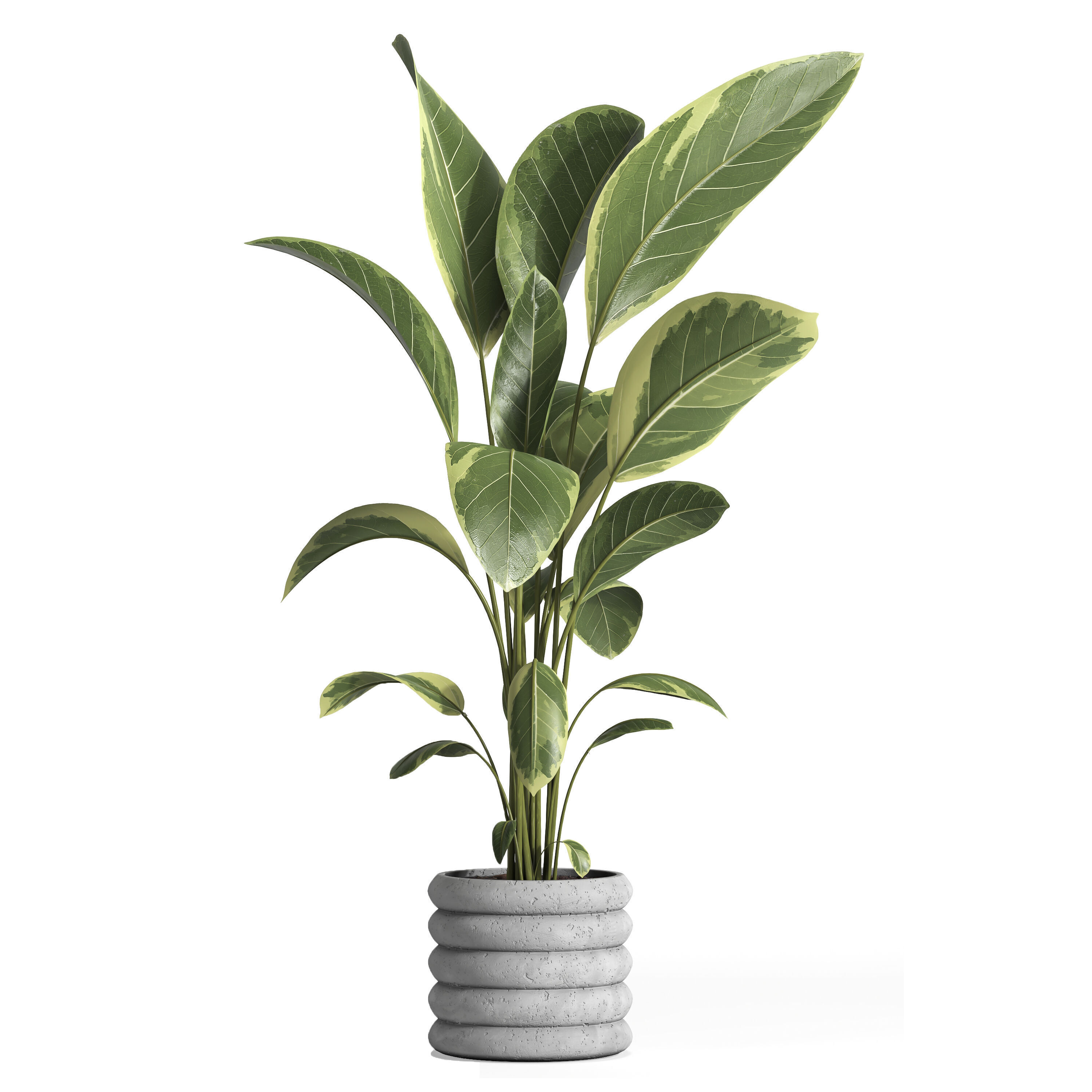 indoor plant 033 3D model_1