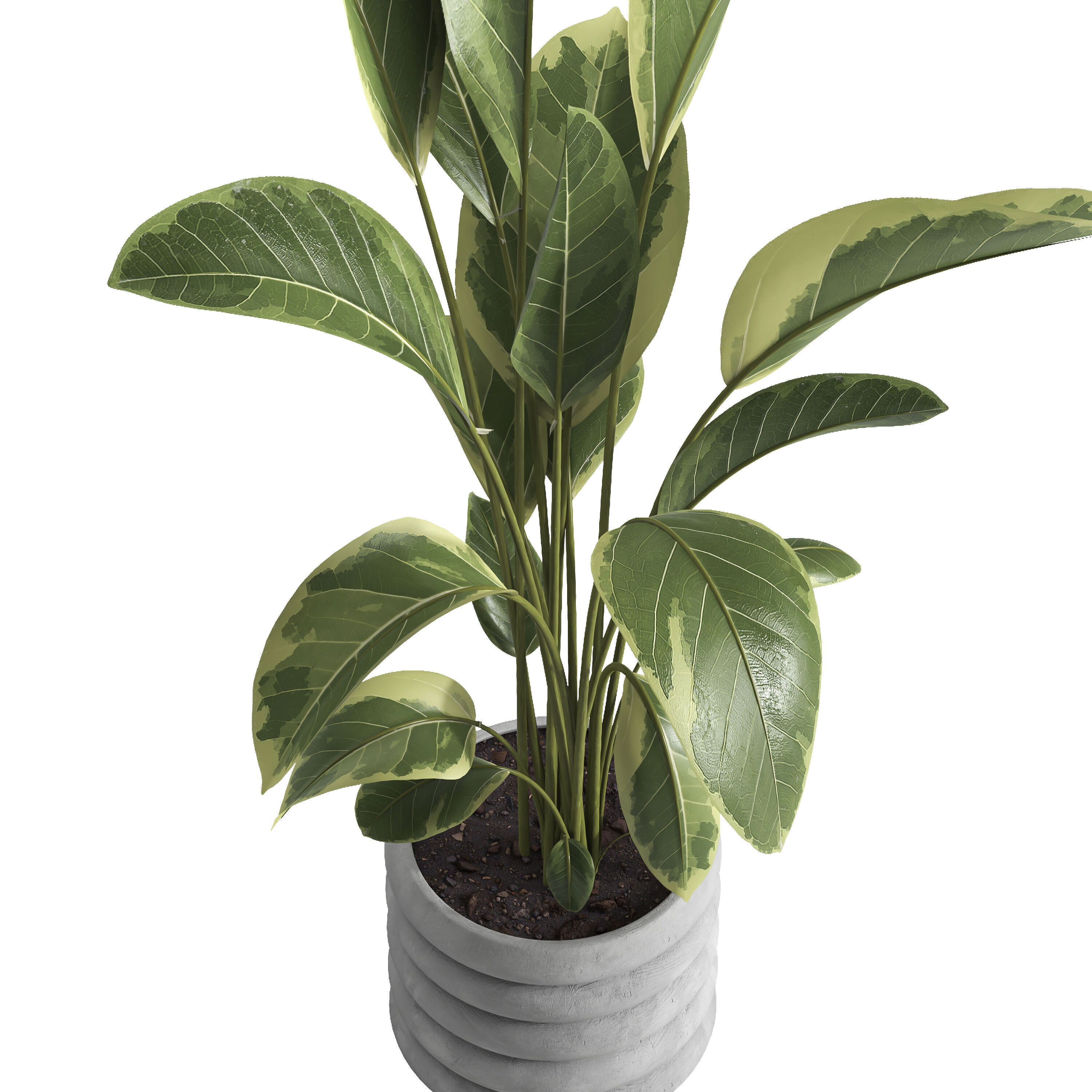 indoor plant 033 3D model_2