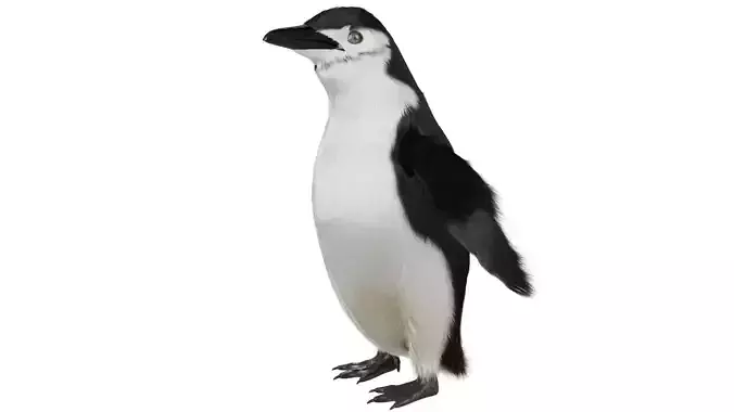 Penguin 3D model