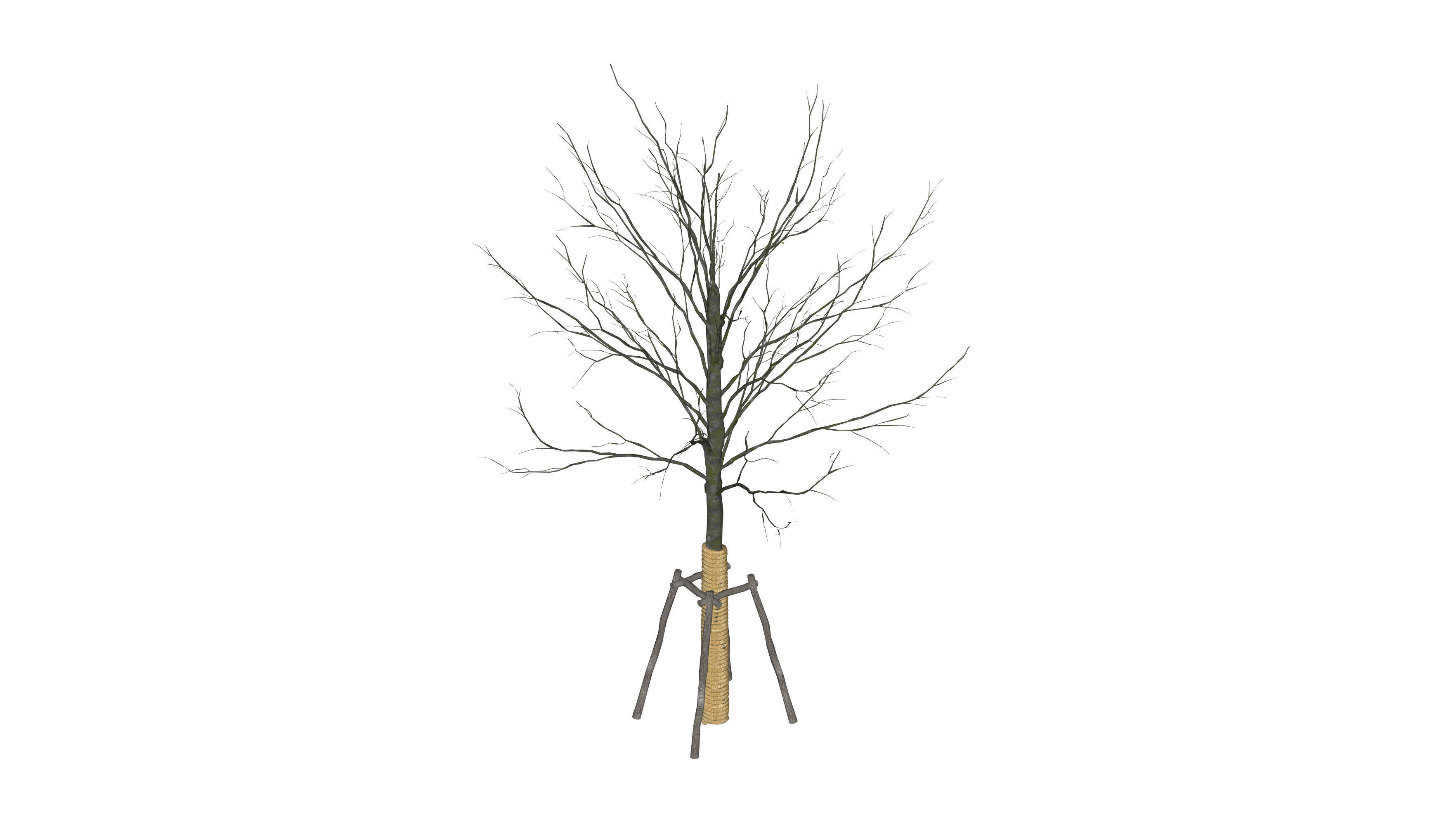 street tree 3D model_1
