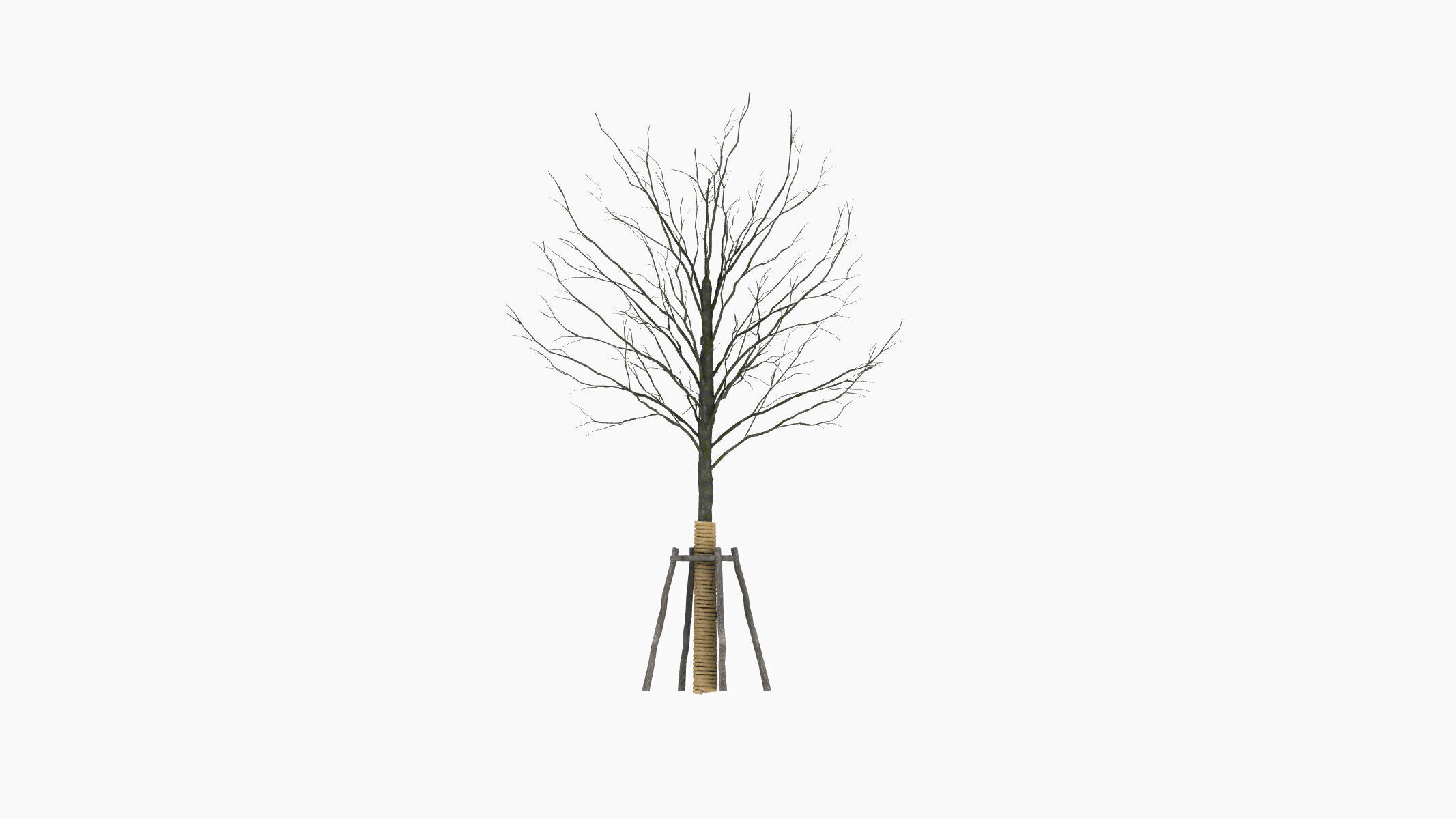 street tree 3D model_5