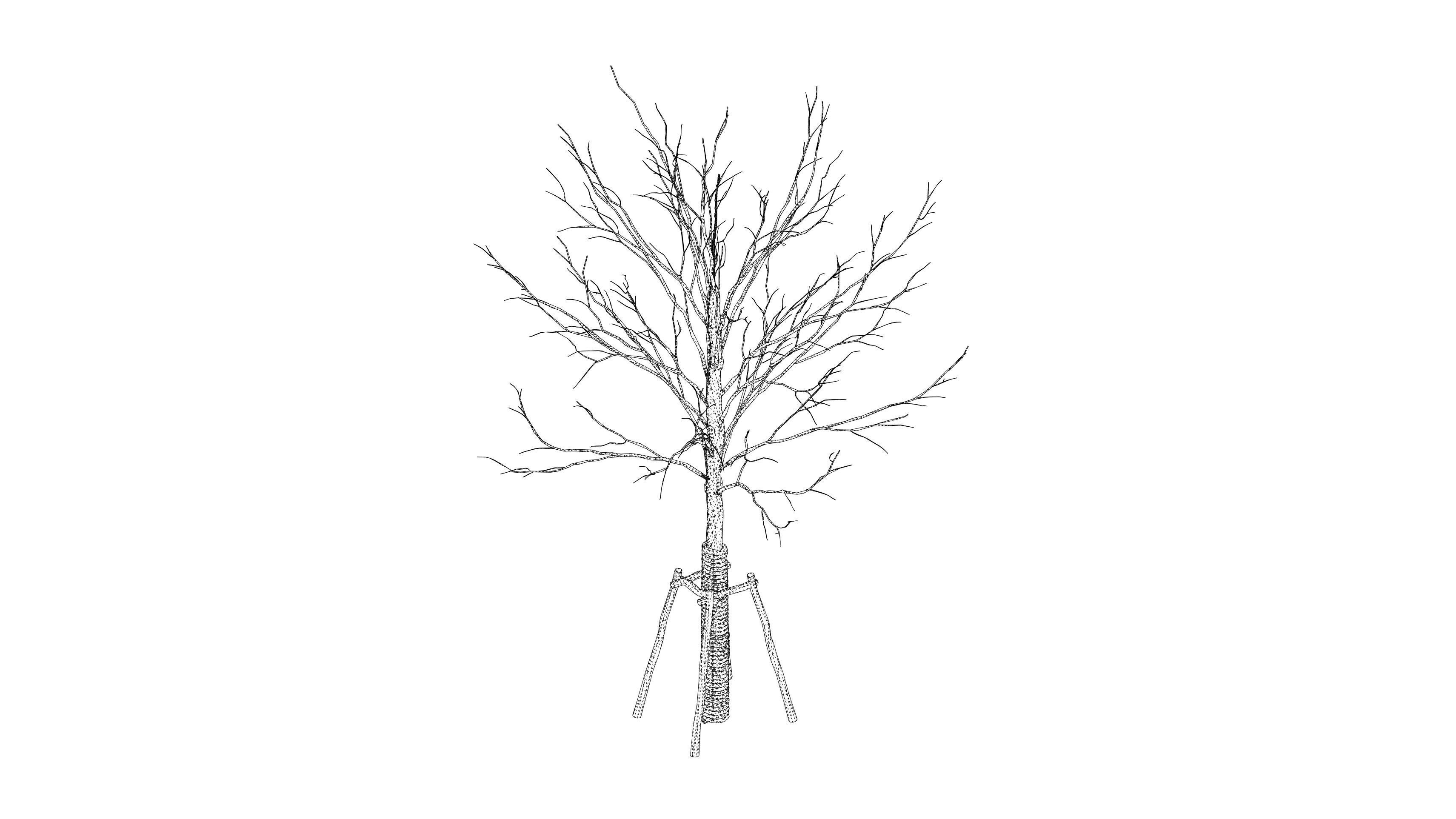 street tree 3D model_2