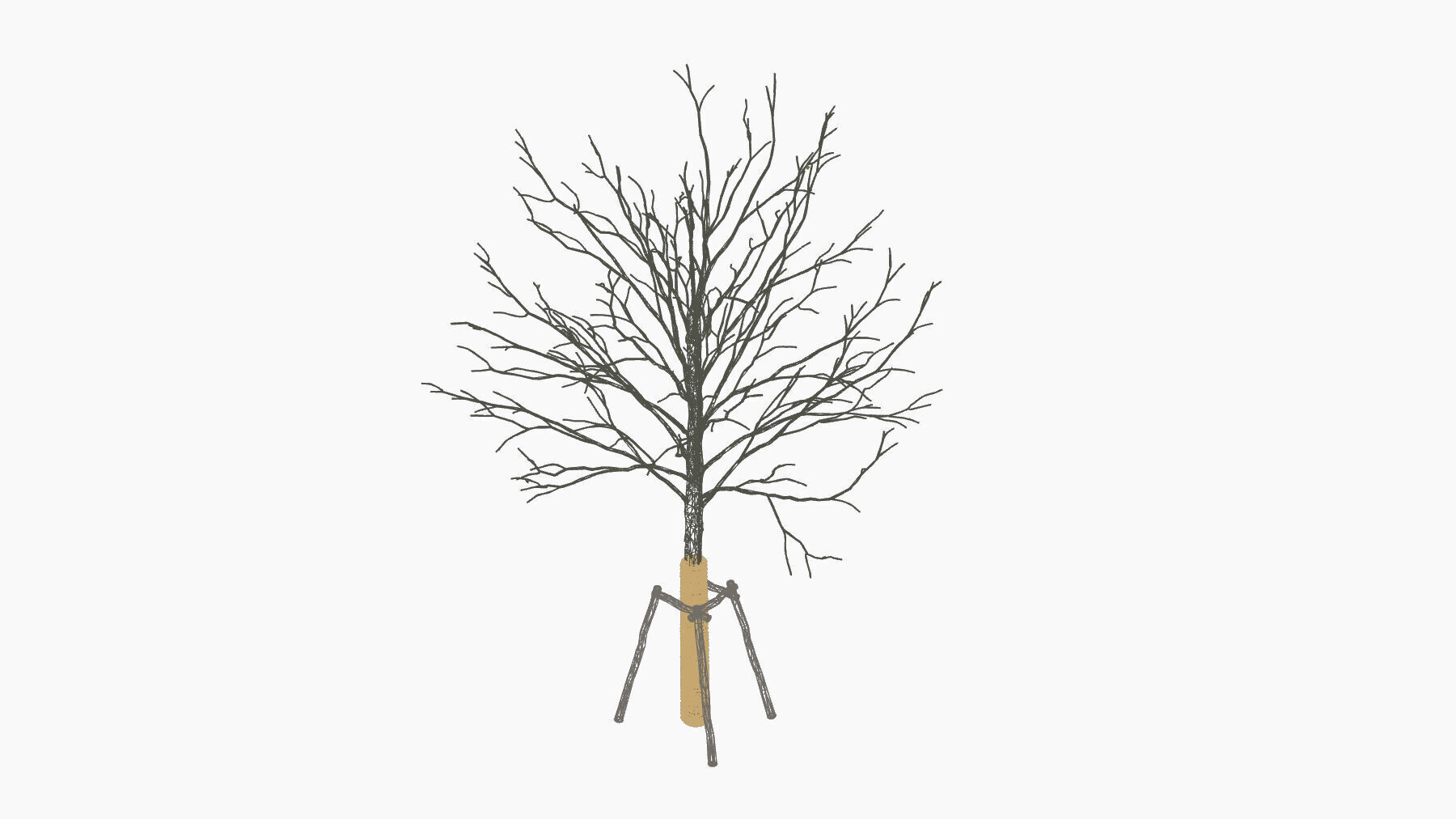 street tree 3D model_6