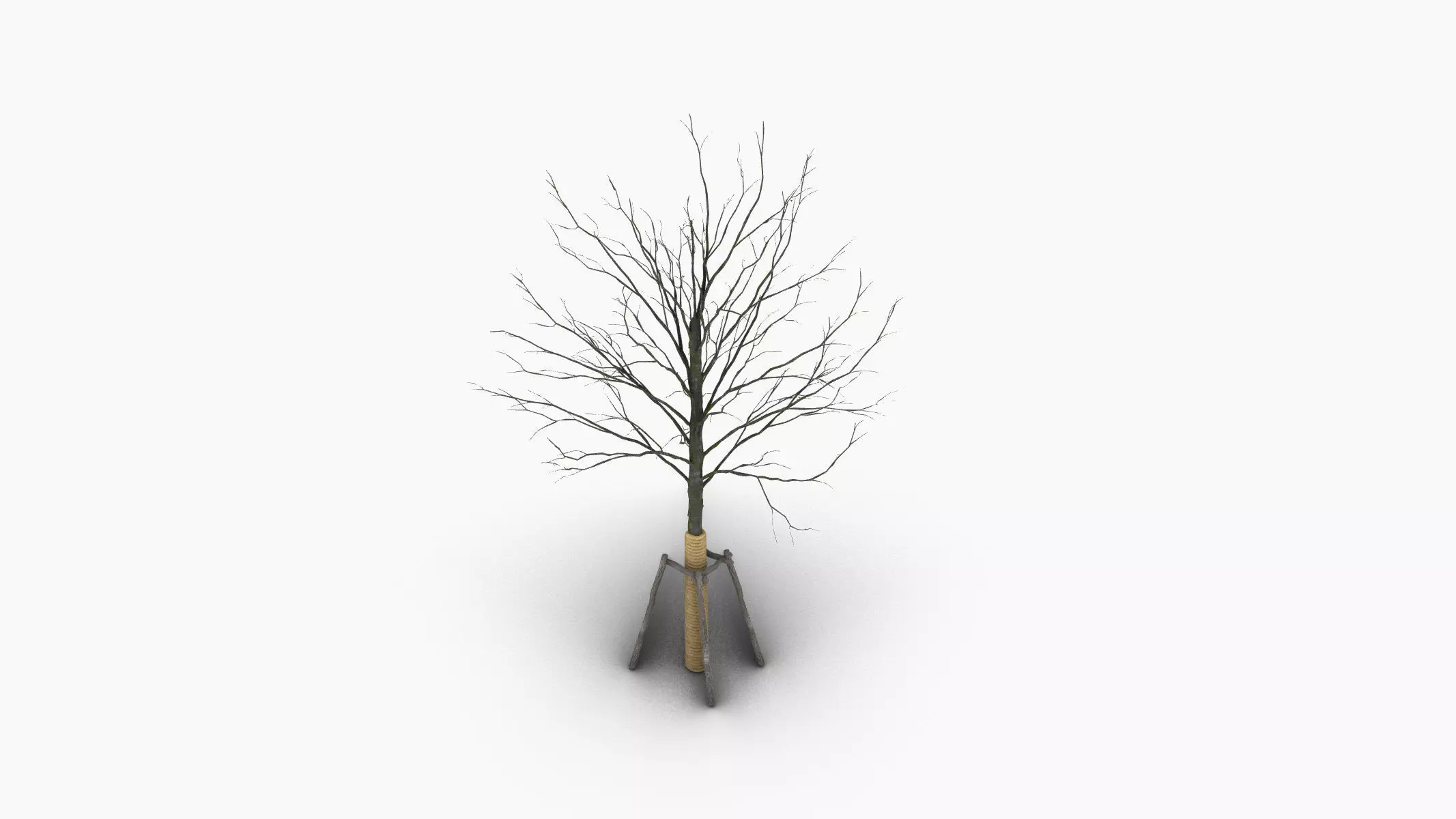 street tree 3D model_0