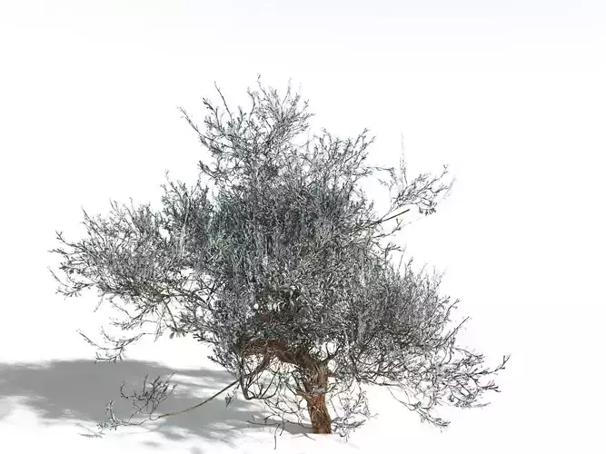 EVERYPlant Basin Sagebrush LowPoly -18 Models- Low-poly 3D model