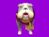Stylized Brown Corgy  Grey Bulldog Brown Husky 3D Model Collection_3