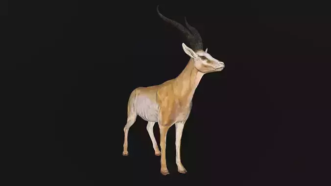 Gazelle Low-poly 3D model