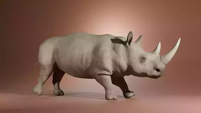 Rhinoceros