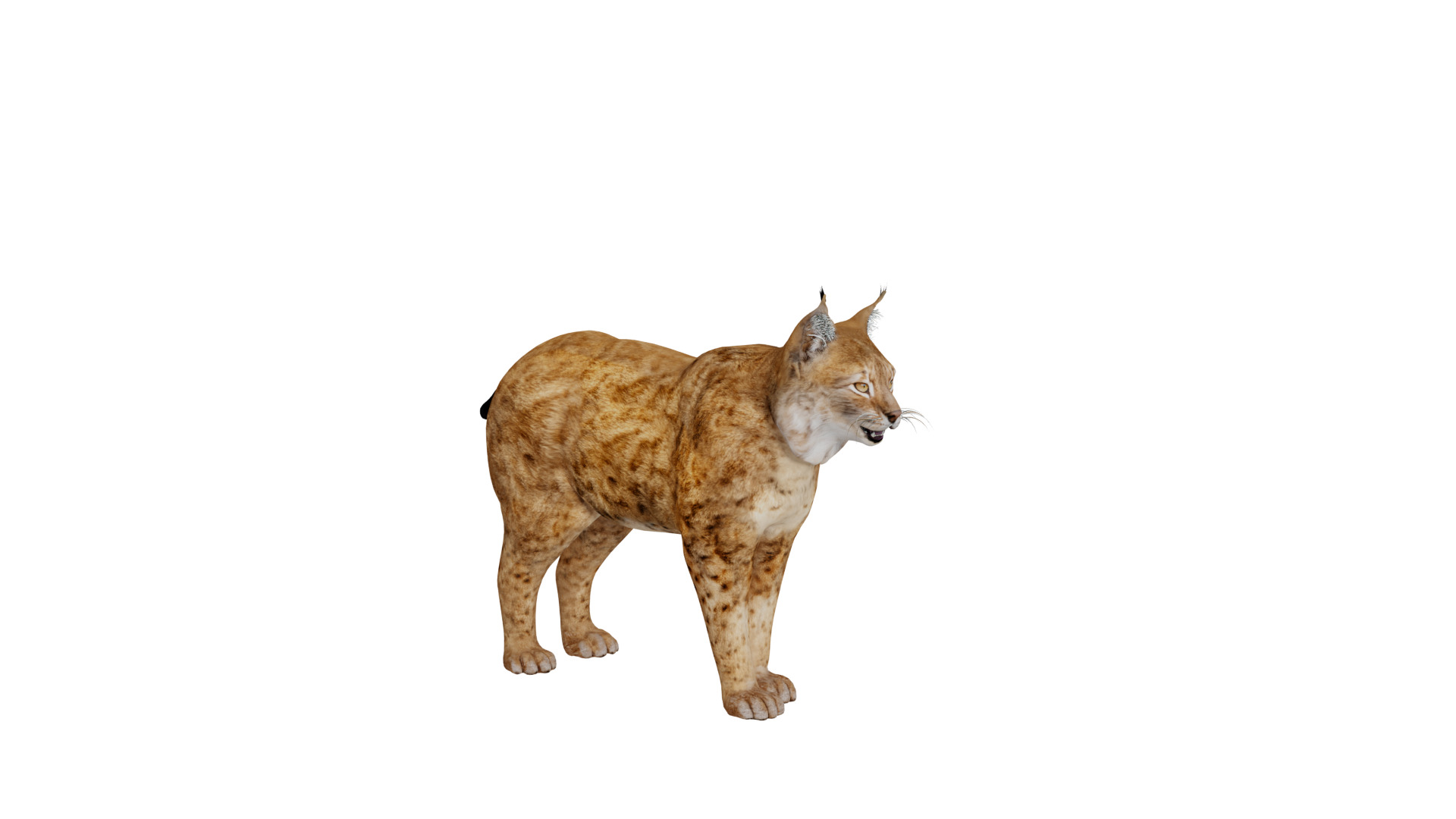 Northern Eurasian Lynx Low-poly 3D model_50