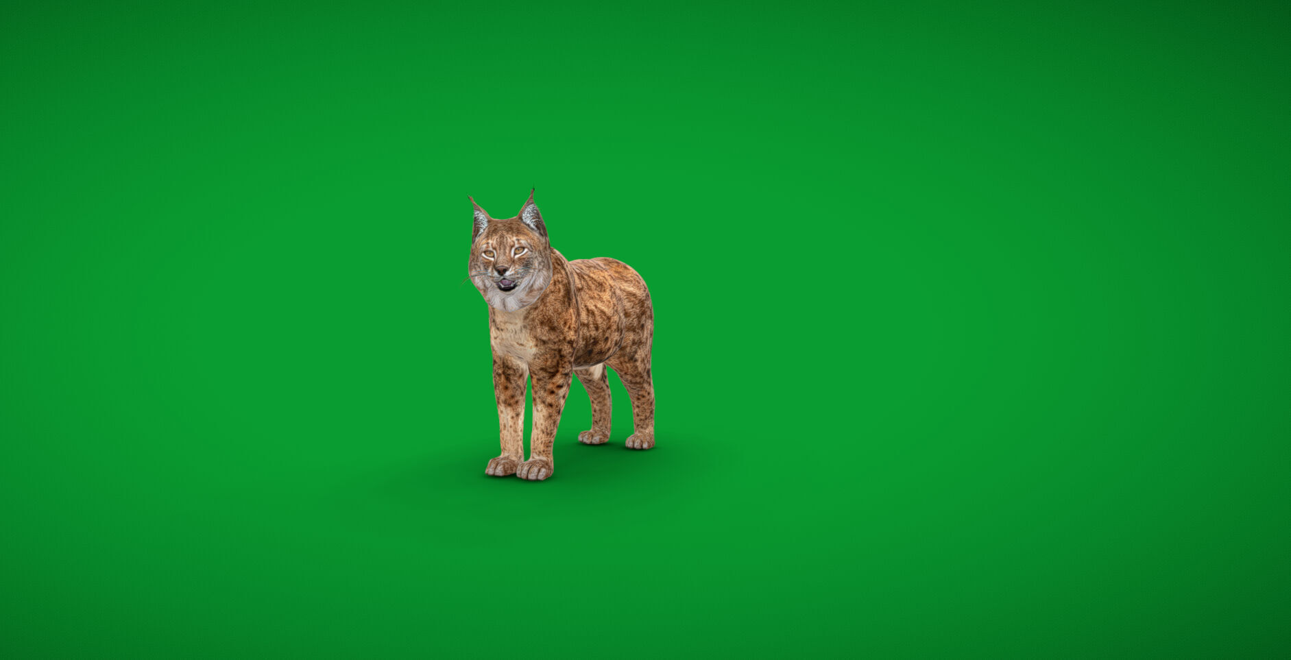 Northern Eurasian Lynx Low-poly 3D model_56