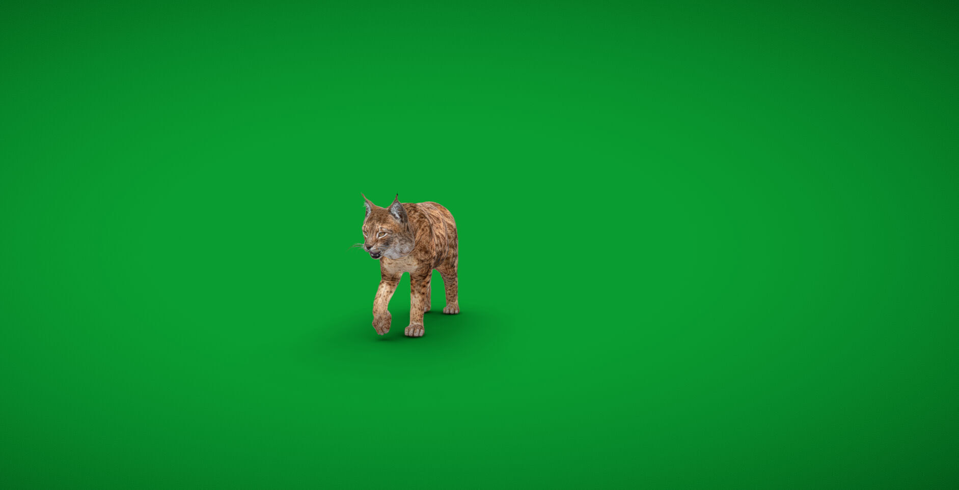 Northern Eurasian Lynx Low-poly 3D model_57