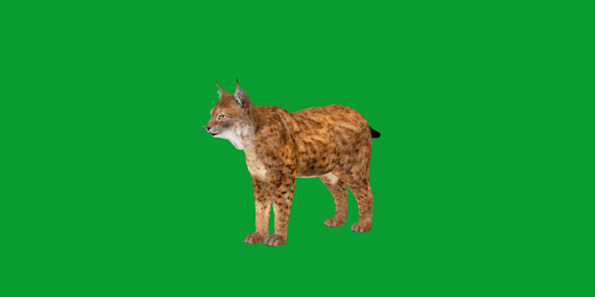 Northern Eurasian Lynx Low-poly 3D model_6