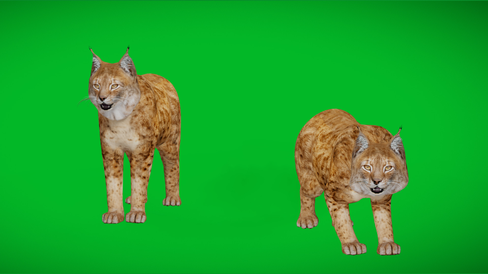 Northern Eurasian Lynx Low-poly 3D model_19