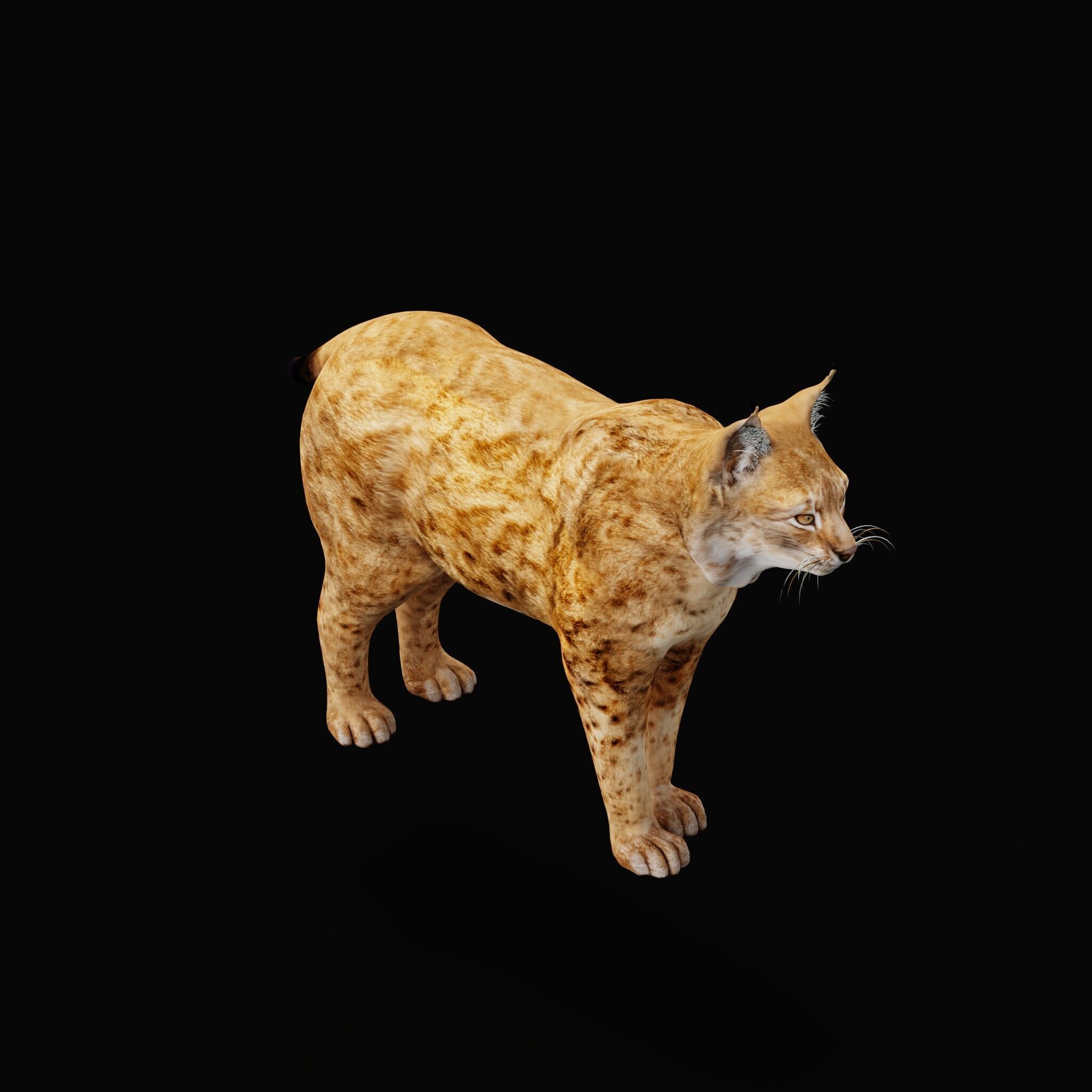 Northern Eurasian Lynx Low-poly 3D model_49