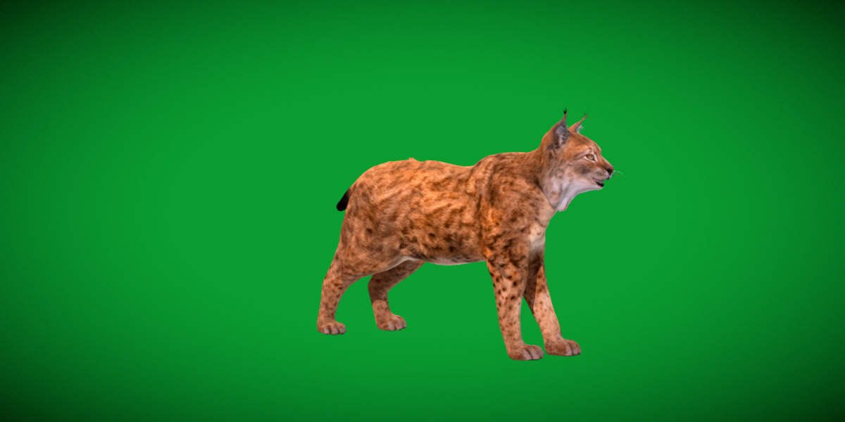 Northern Eurasian Lynx Low-poly 3D model_22