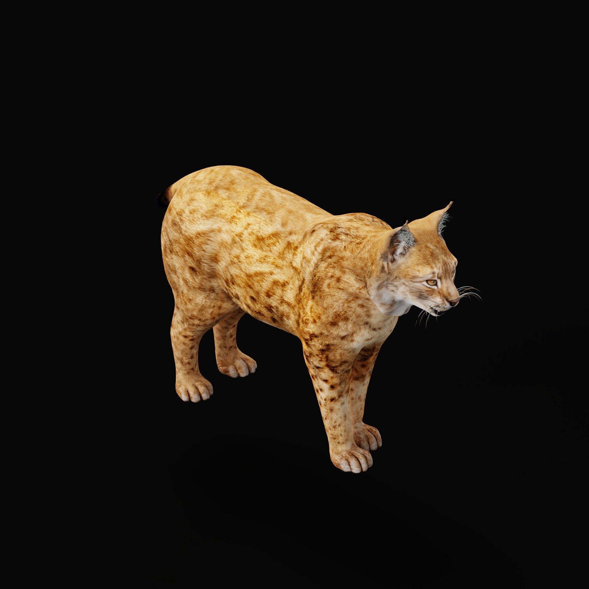 Northern Eurasian Lynx Low-poly 3D model_48