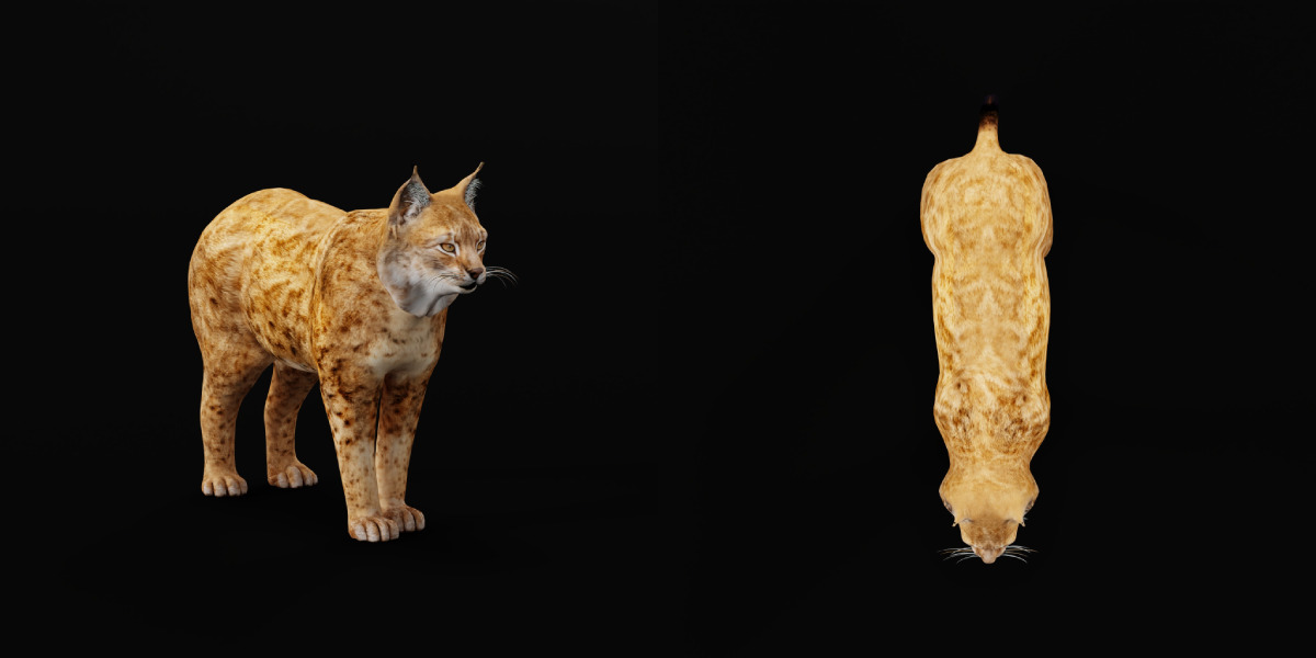 Northern Eurasian Lynx Low-poly 3D model_13