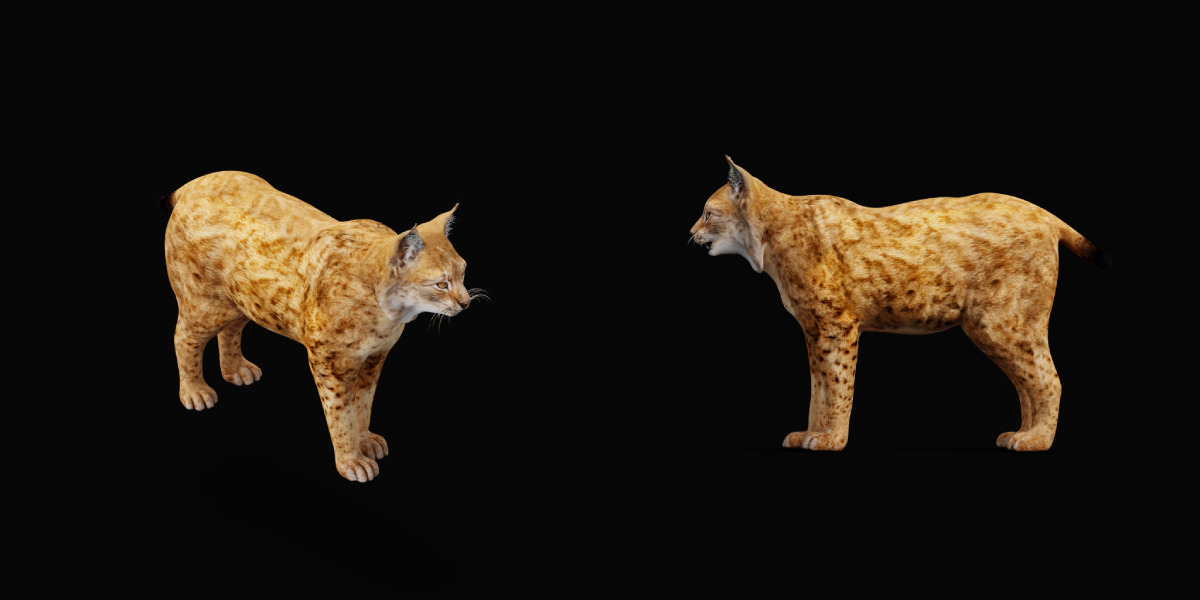 Northern Eurasian Lynx Low-poly 3D model_12