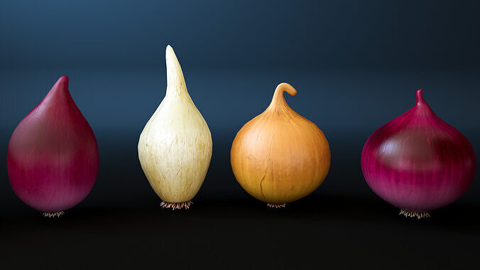Onion 3D model 6