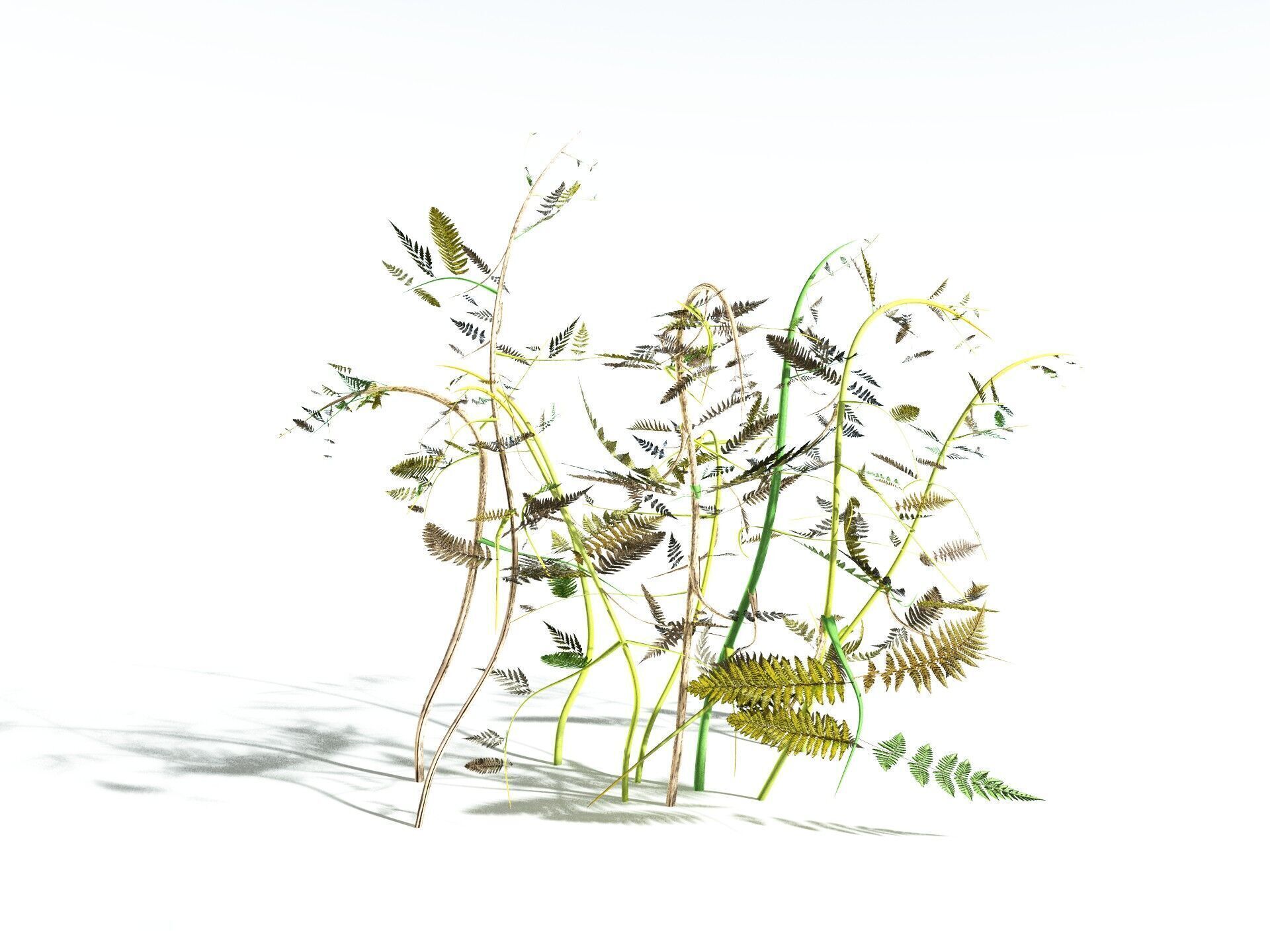 EVERYPlant Bracken 3D model_20