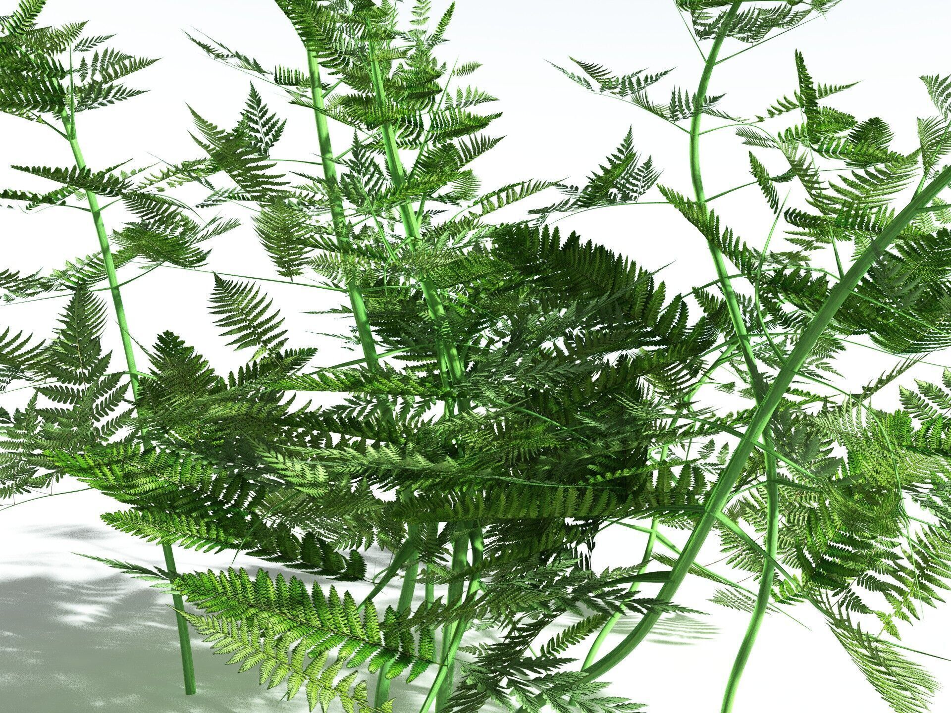 EVERYPlant Bracken 3D model_7