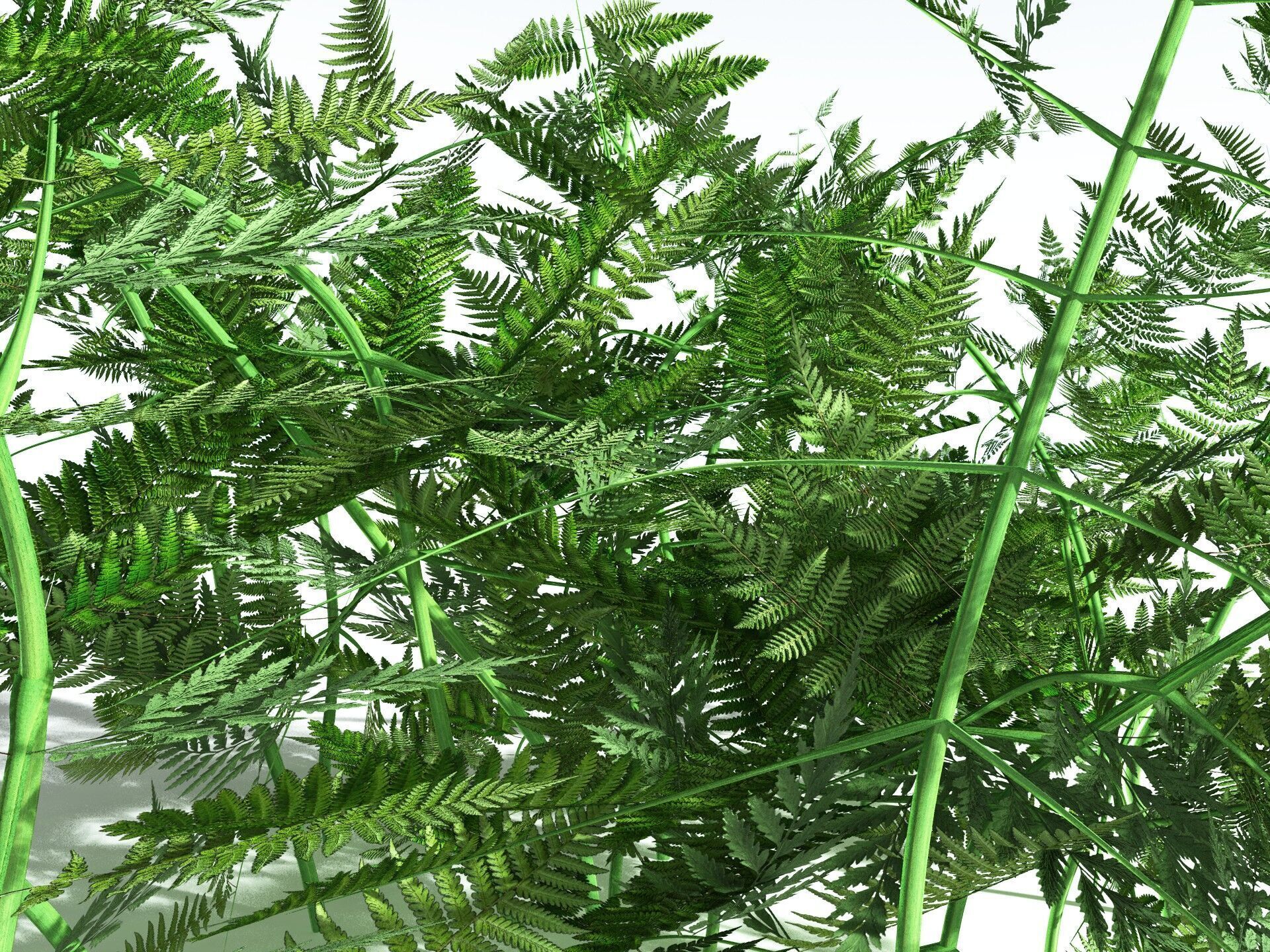 EVERYPlant Bracken 3D model_39