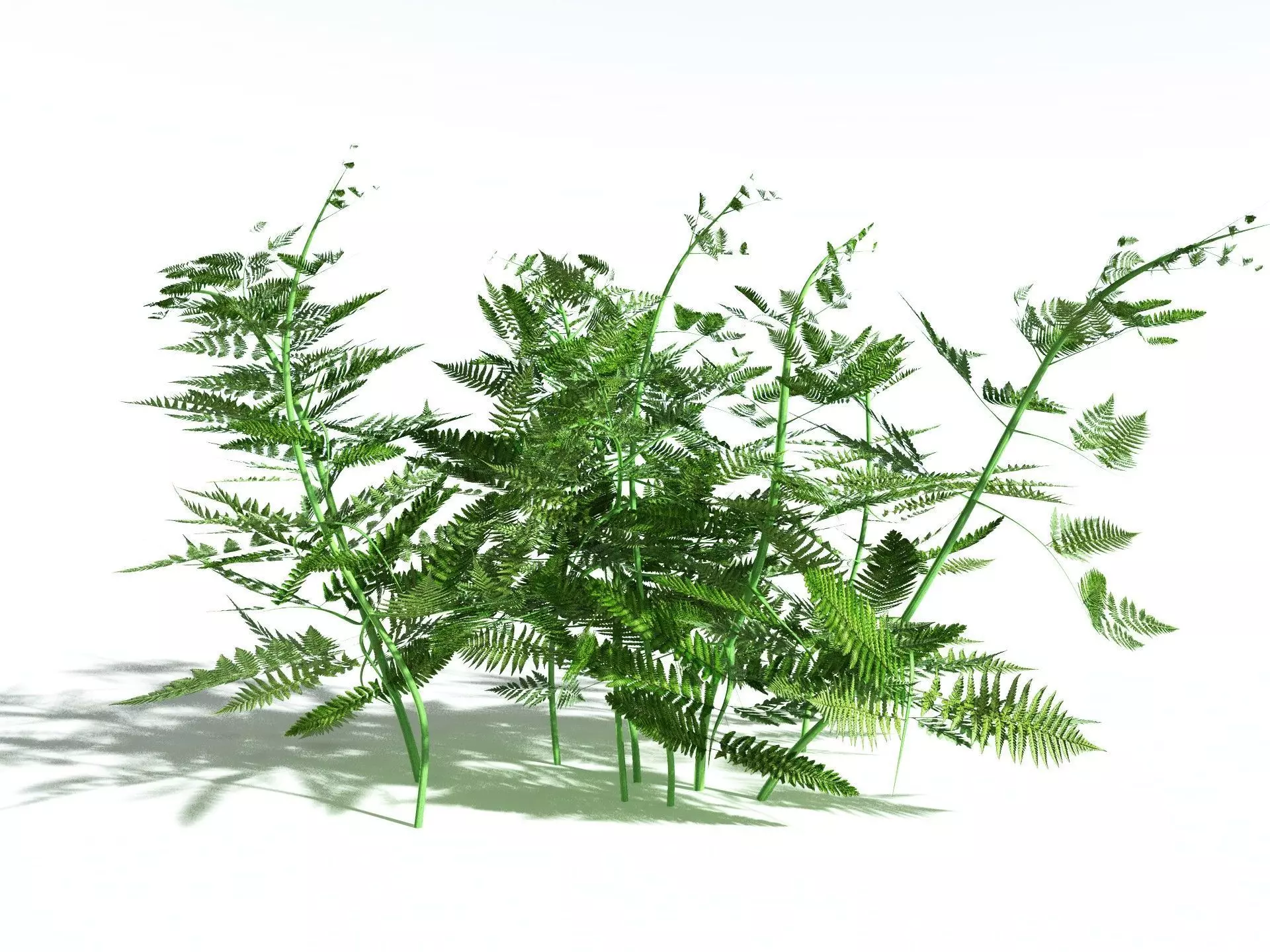 EVERYPlant Bracken 3D model_0