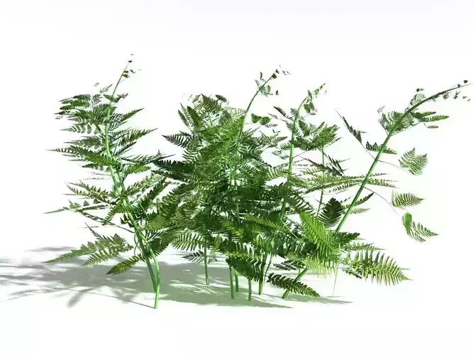 EVERYPlant Bracken -20 Models- 3D model