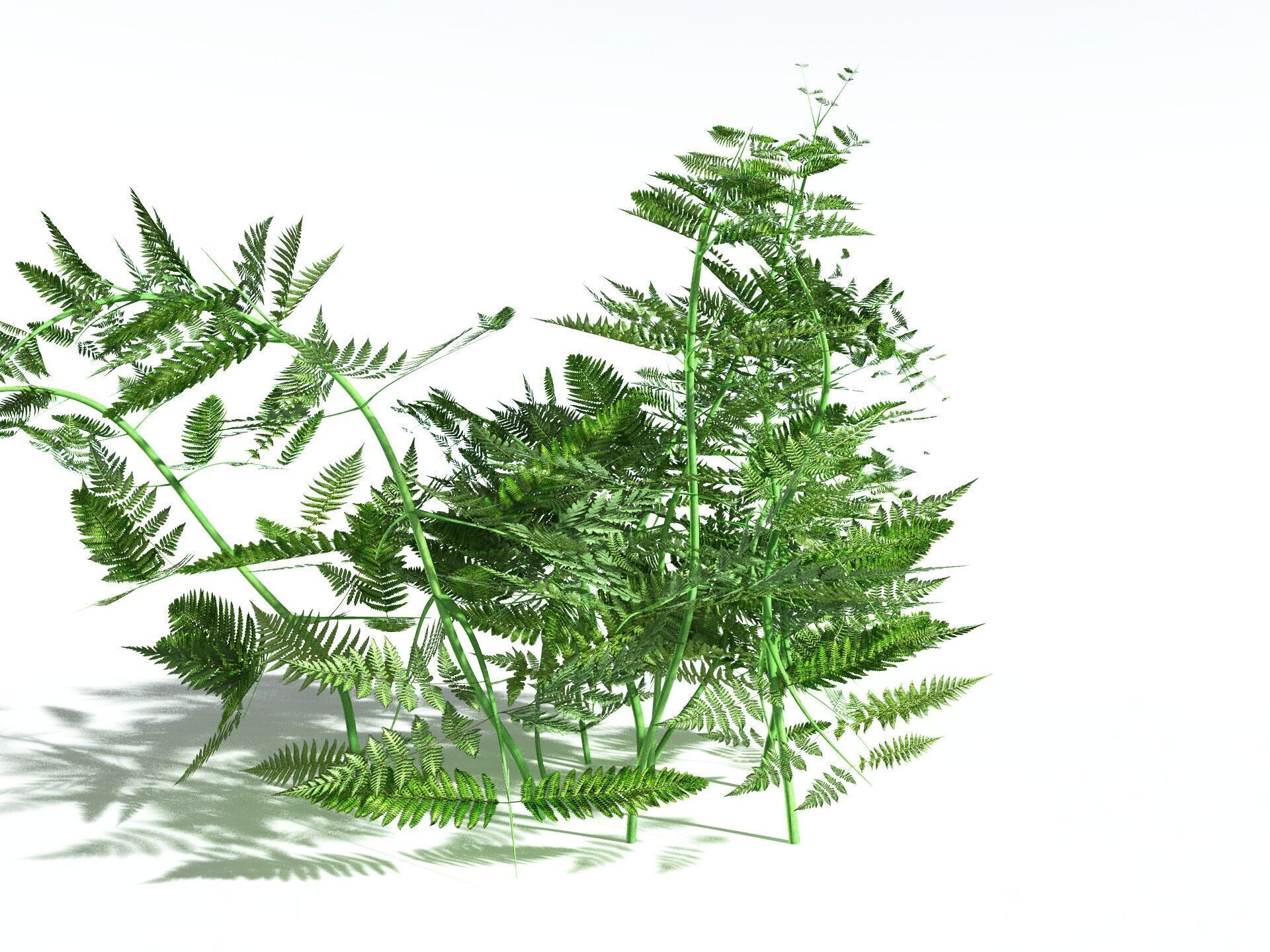 EVERYPlant Bracken 3D model_2